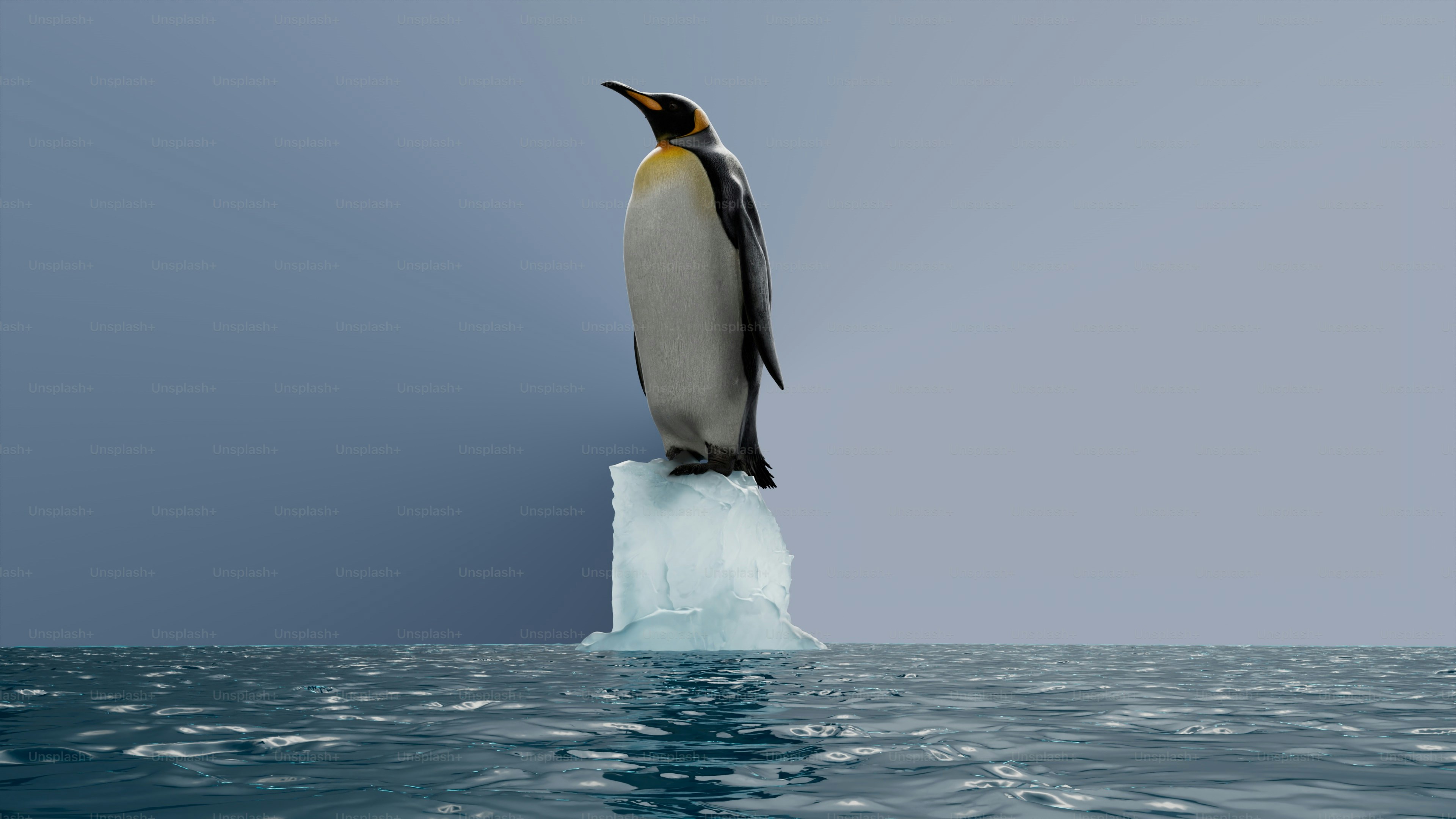 Pinguino Re in piedi sul ghiaccio che si scioglie nell'oceano