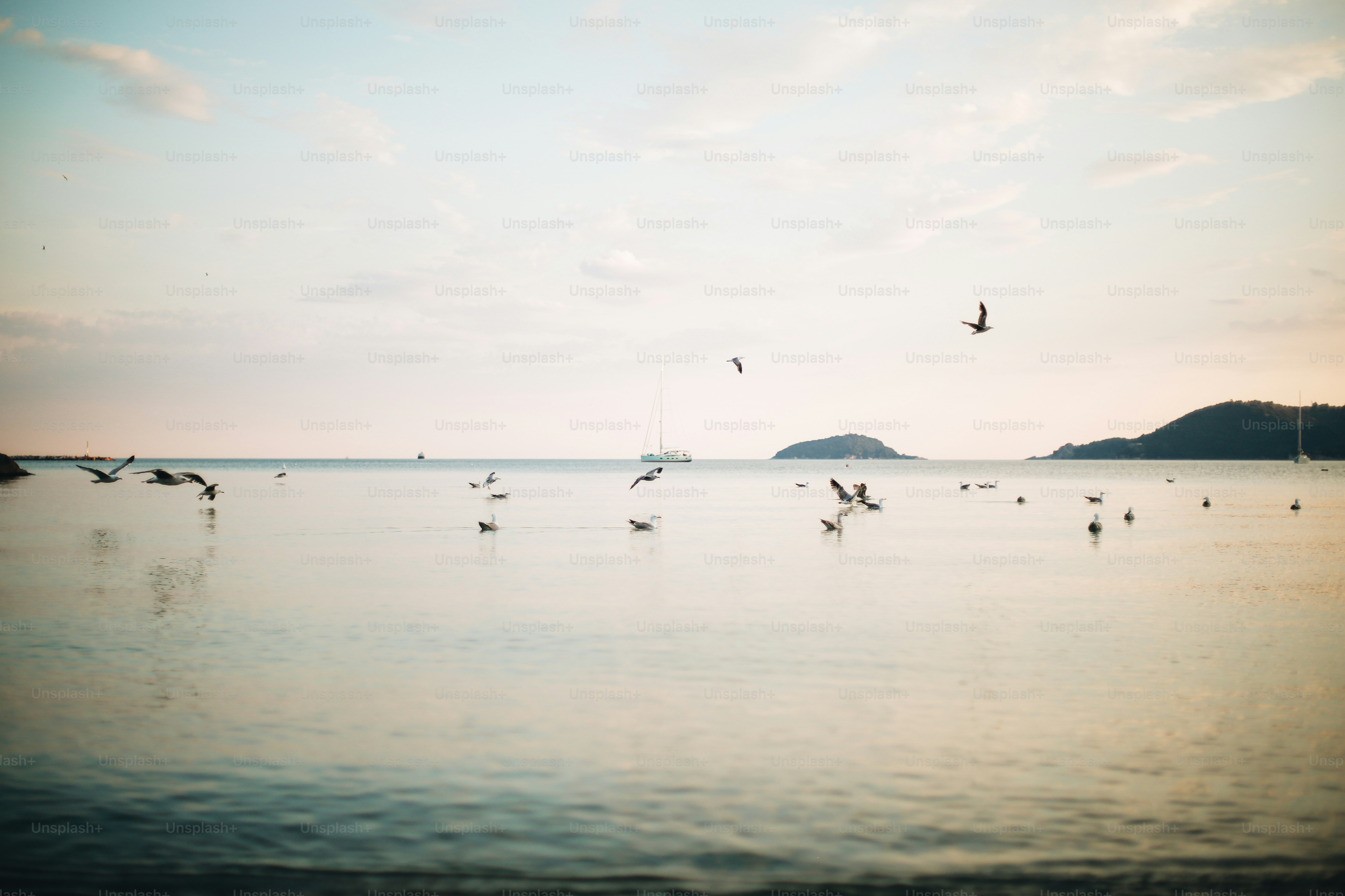 Seagulls on calm water and flying under pastel sky