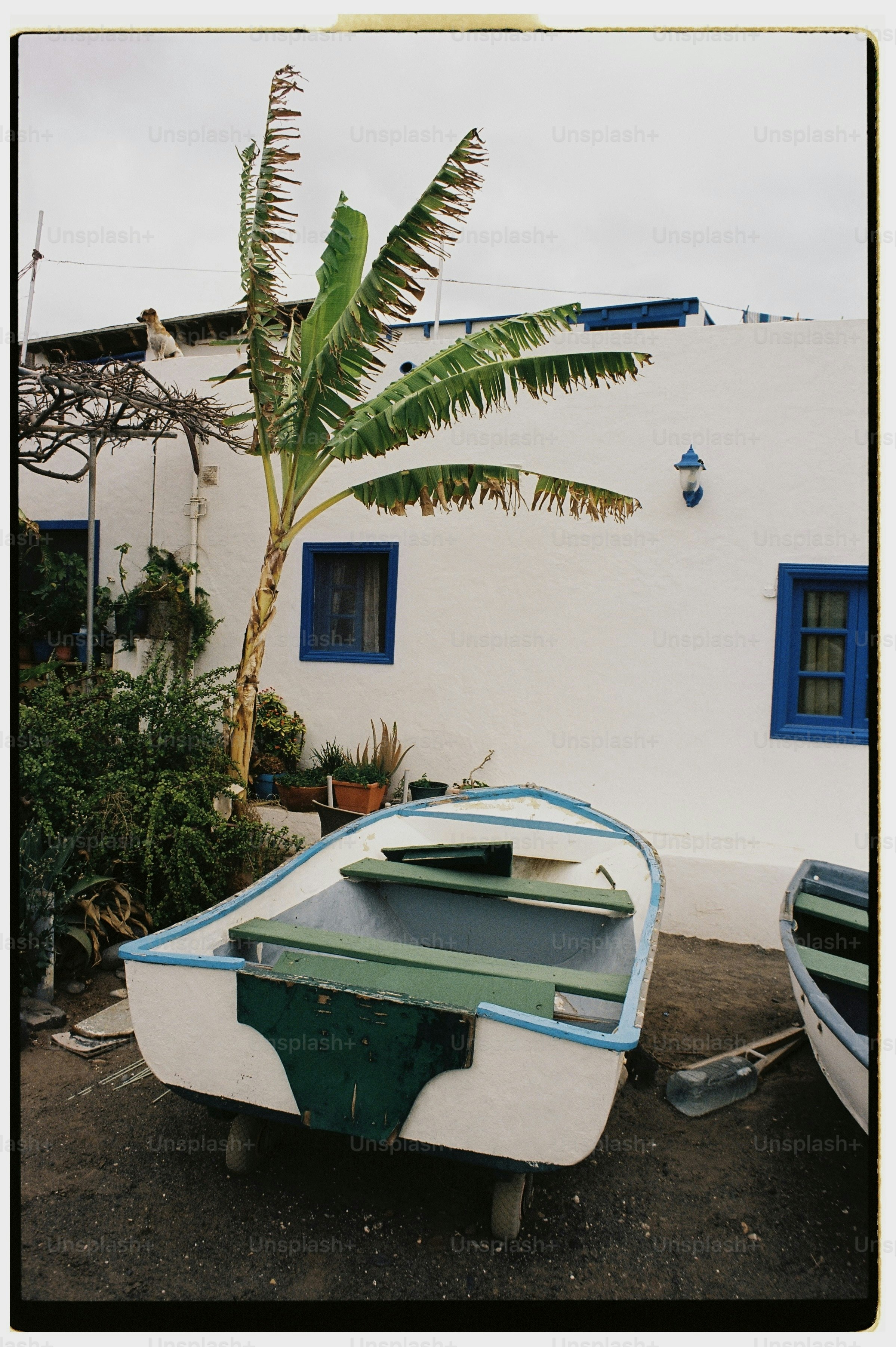 White and green boat by building with banana tree
