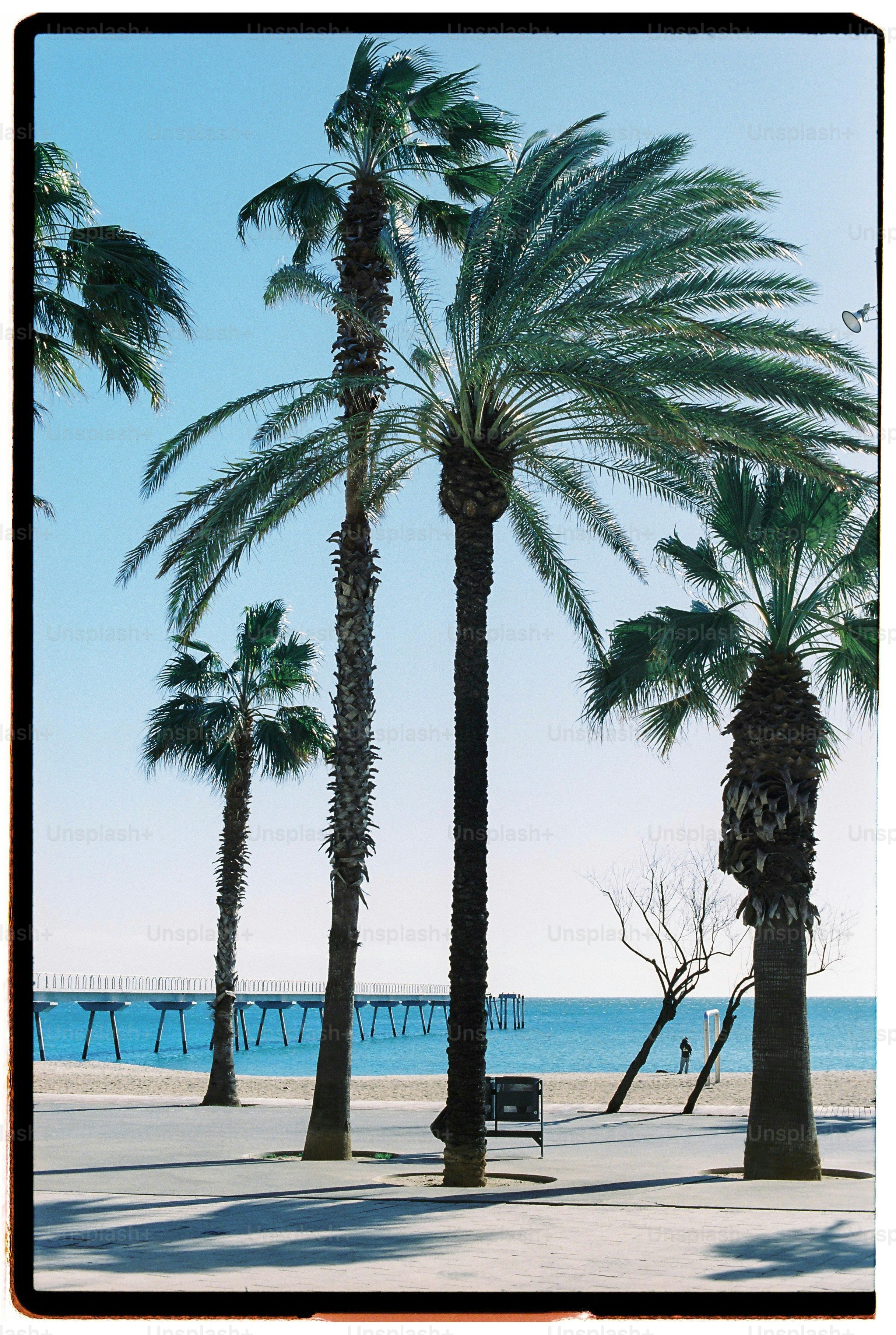 Palm trees on a beach with a pier