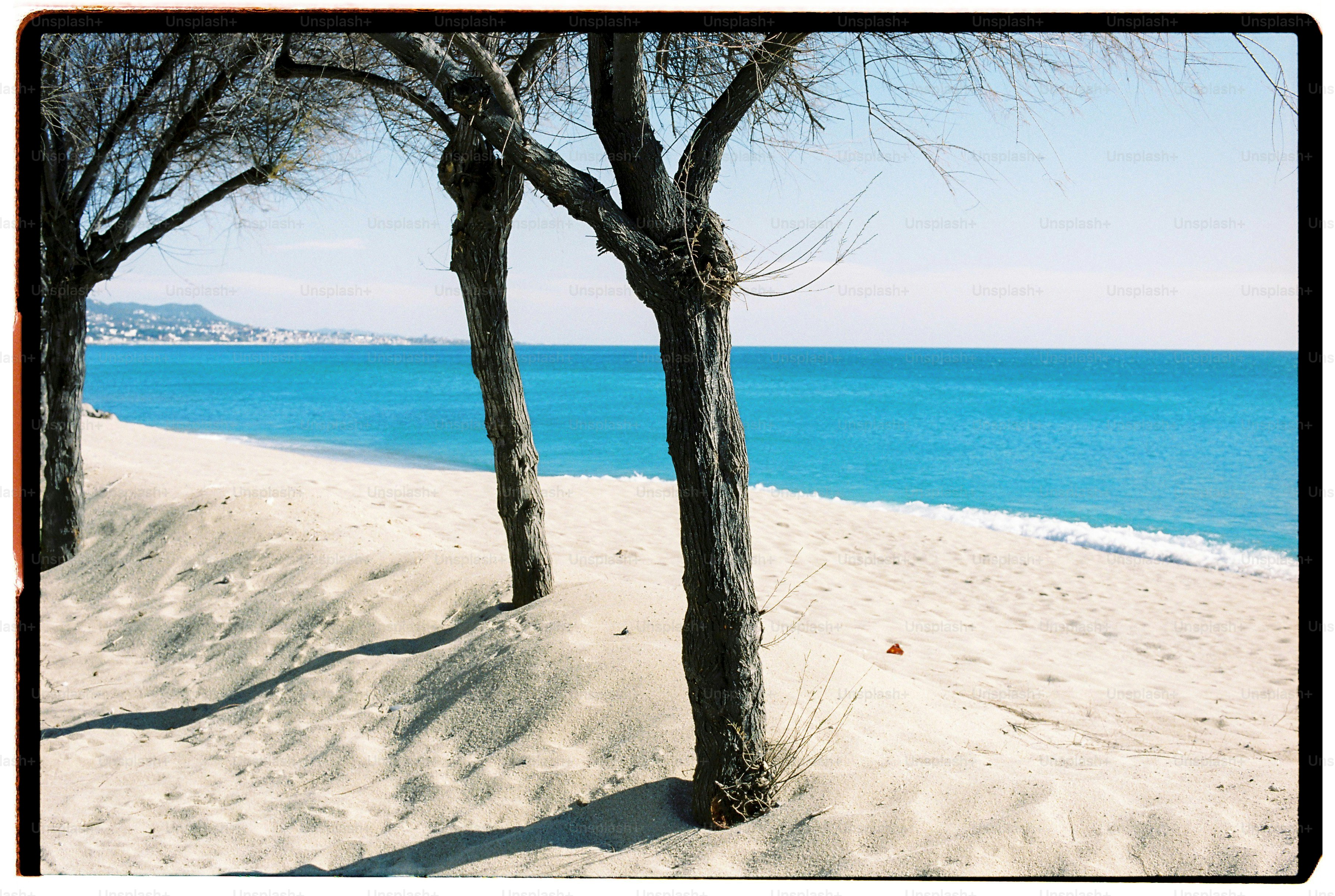 Bare trees on sandy beach by blue ocean