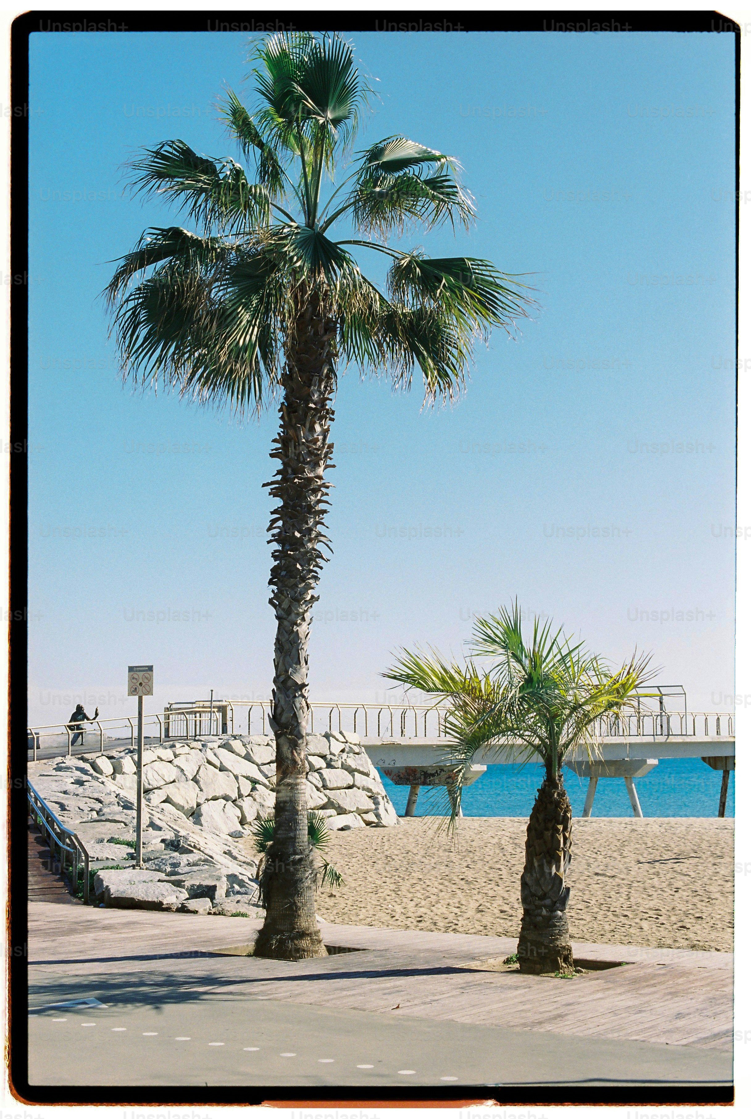 Palm trees on a sandy beach with a pier