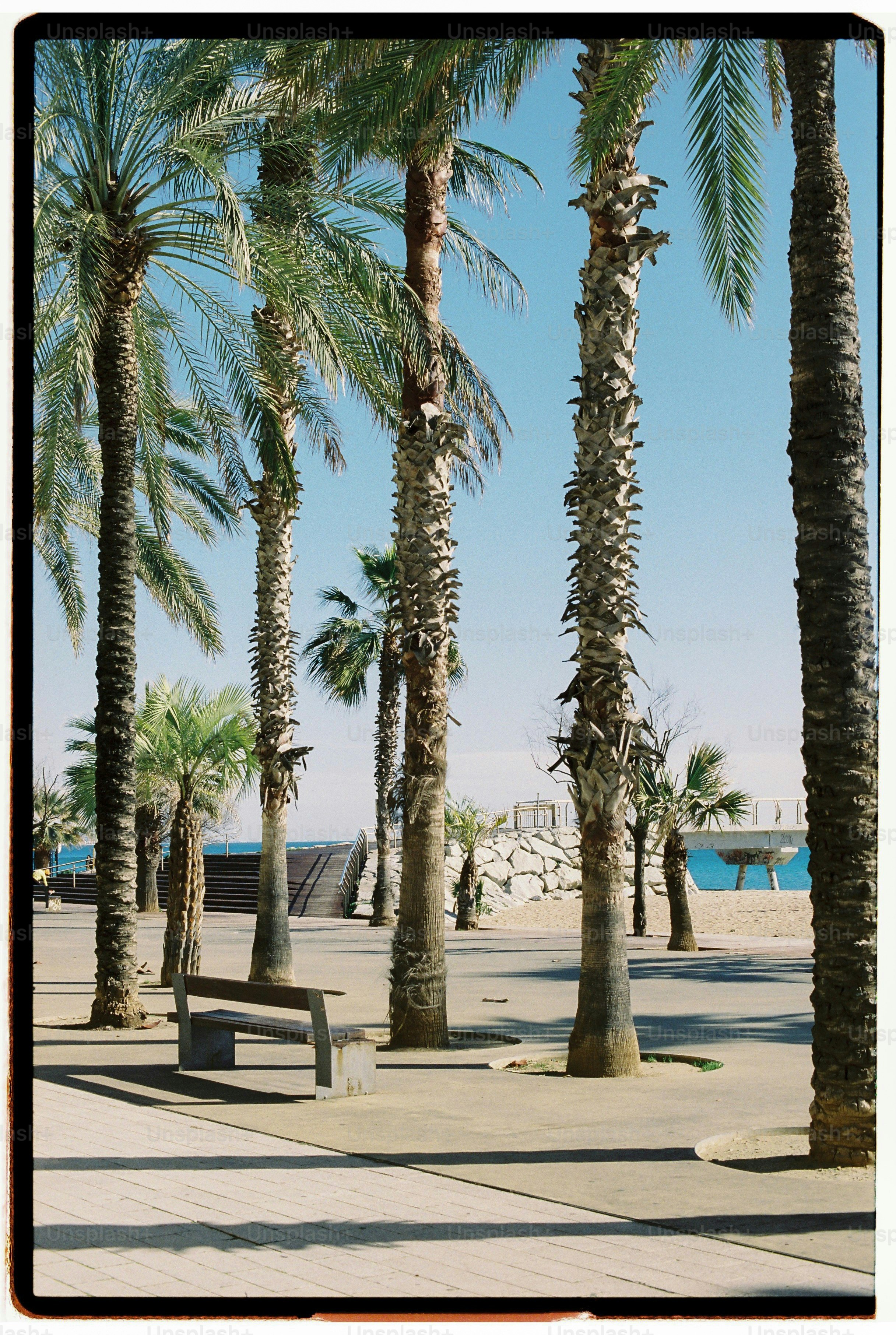 Sunny seaside promenade with palm trees and bench