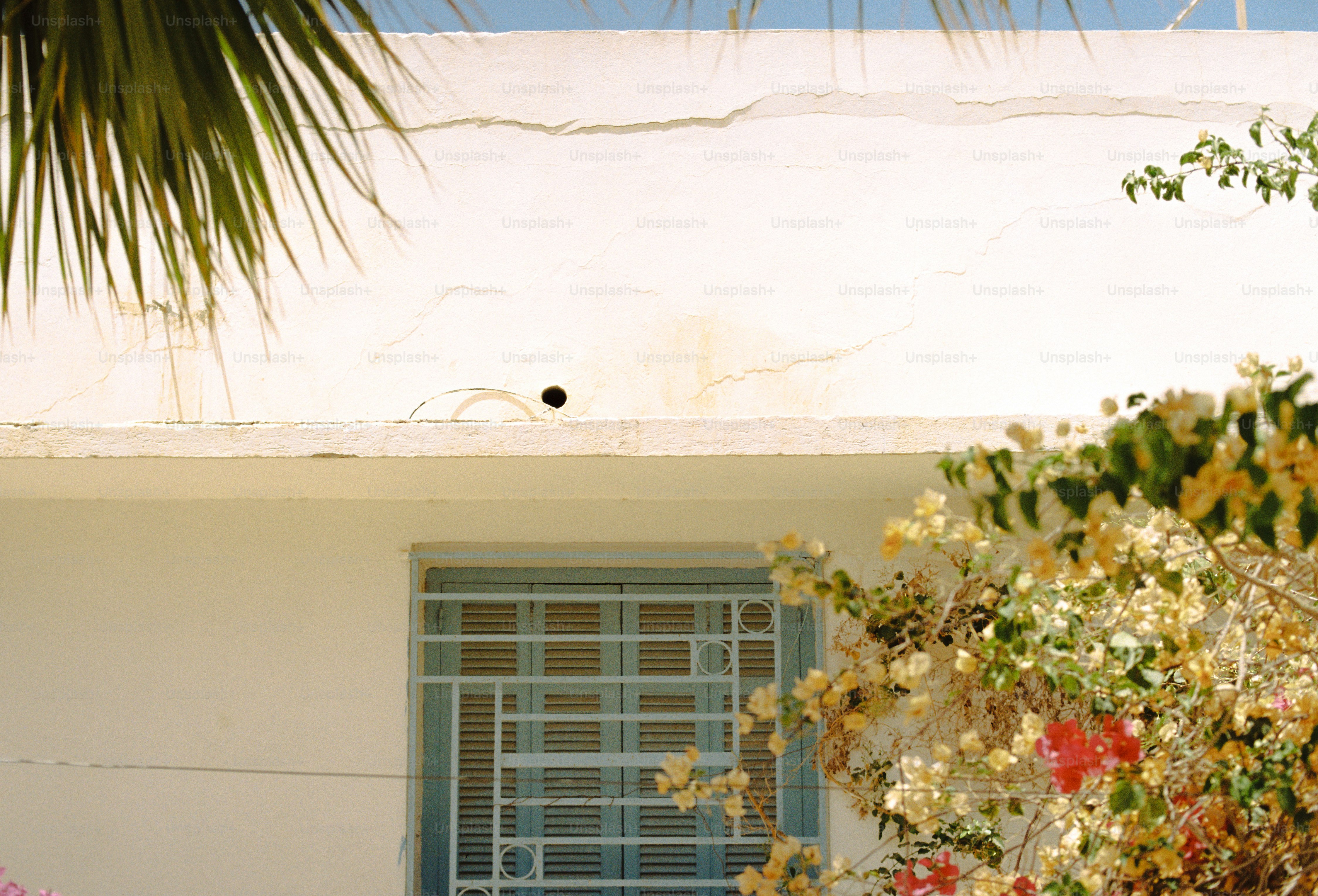 White building, blue grilled window, and vibrant flowering bush