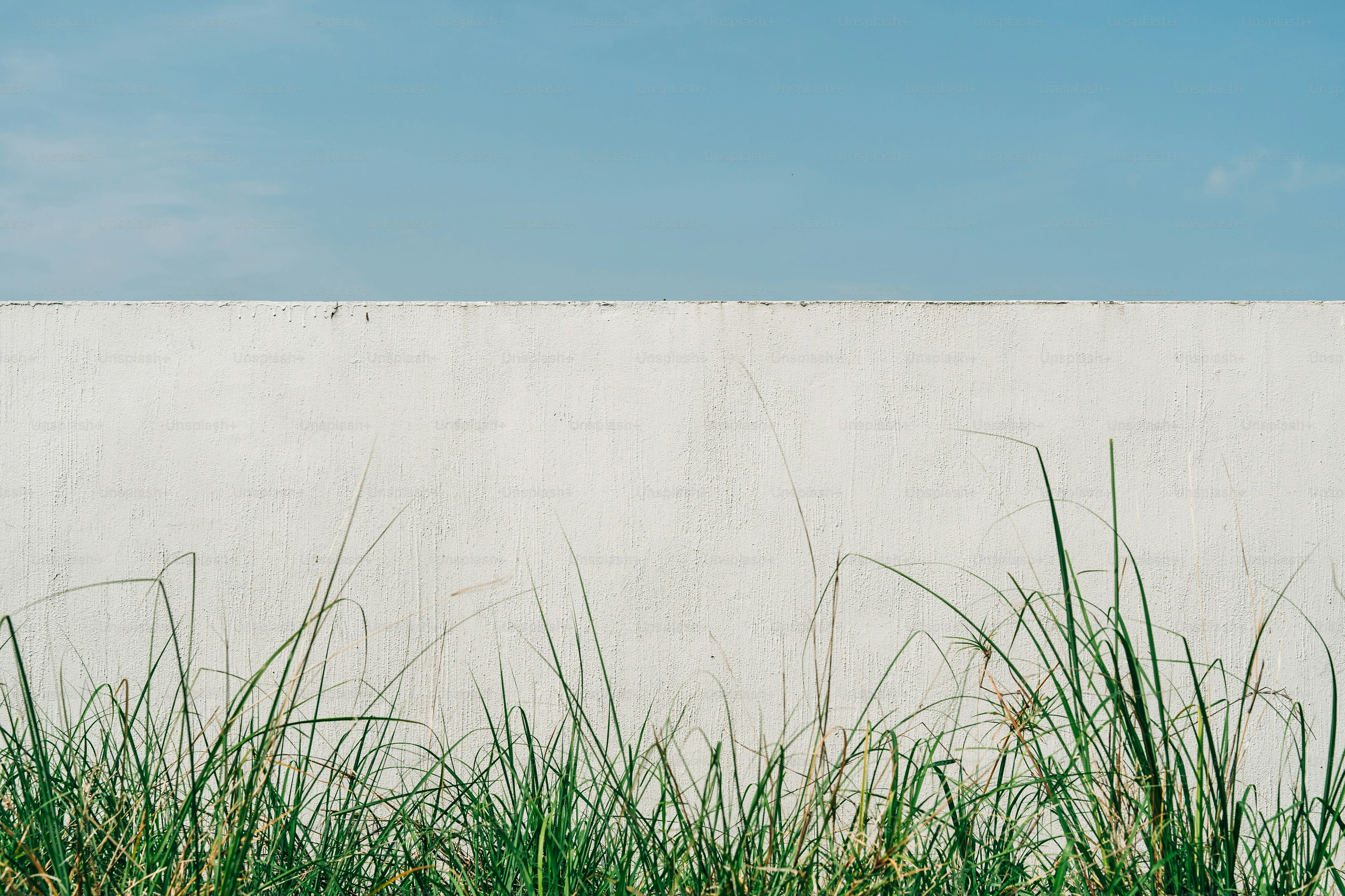 Grünes Gras gegen weiße Wand und blauer Himmel