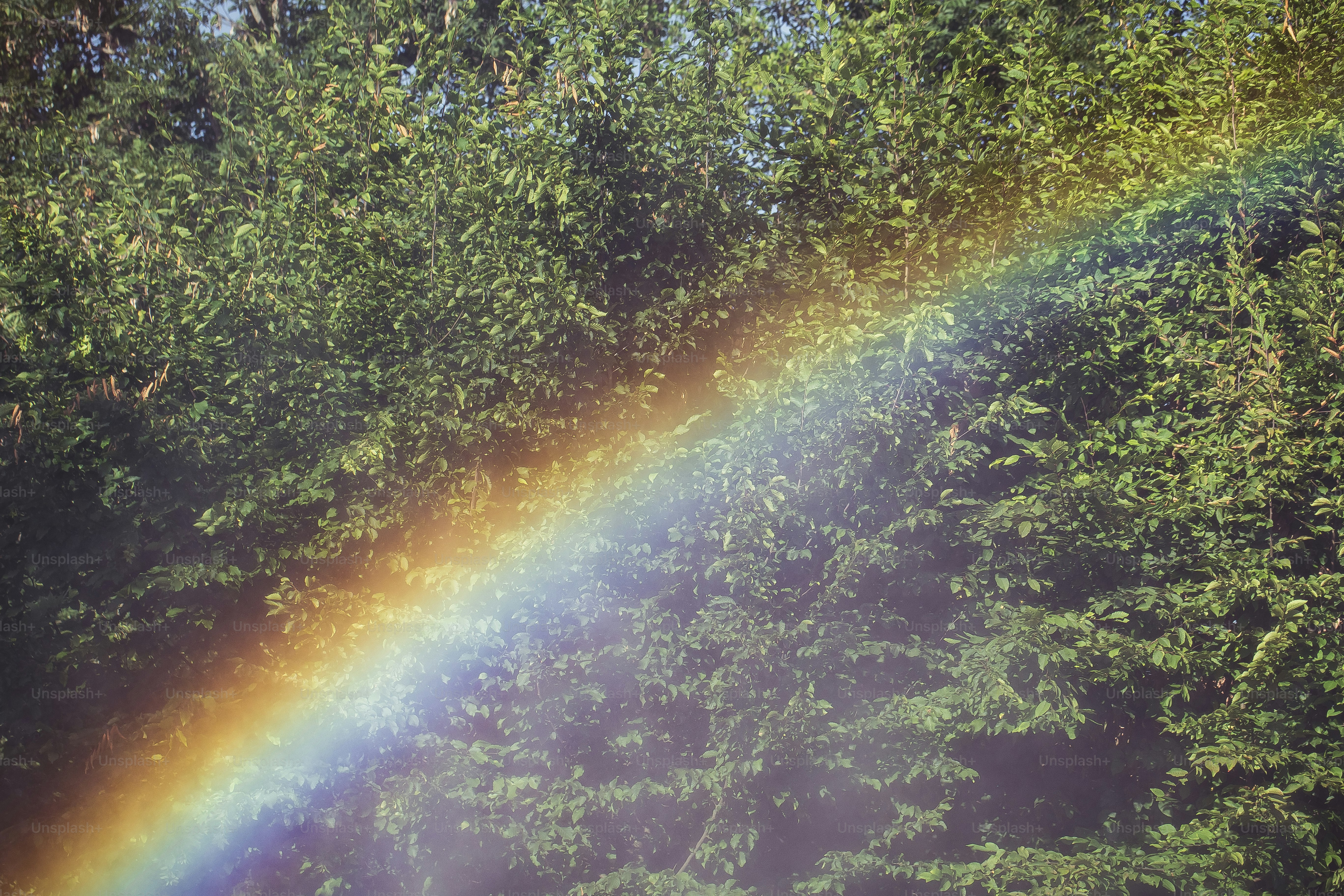 Rainbow stretching across lush green trees