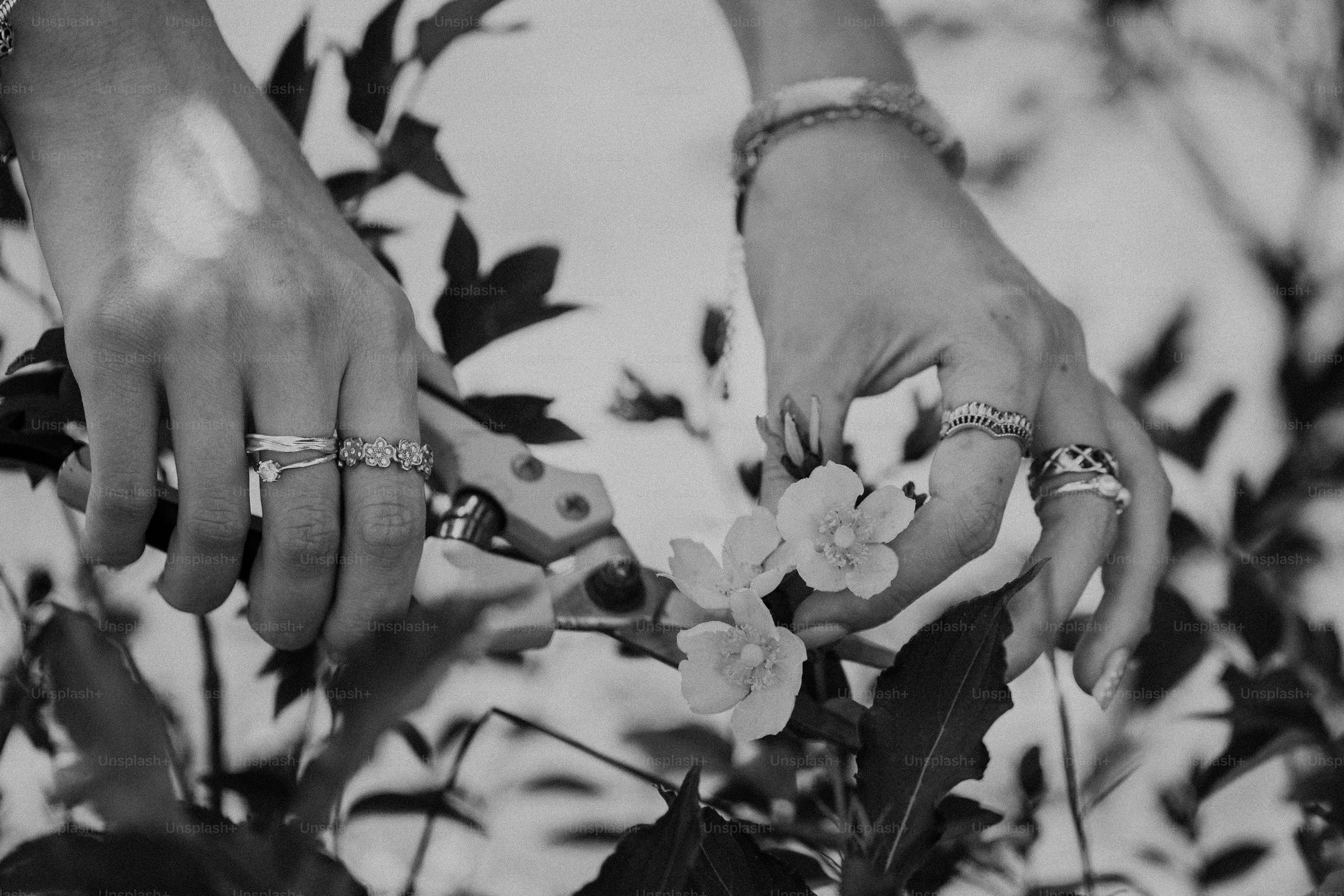 Hands adorned with rings pruning a delicate flower