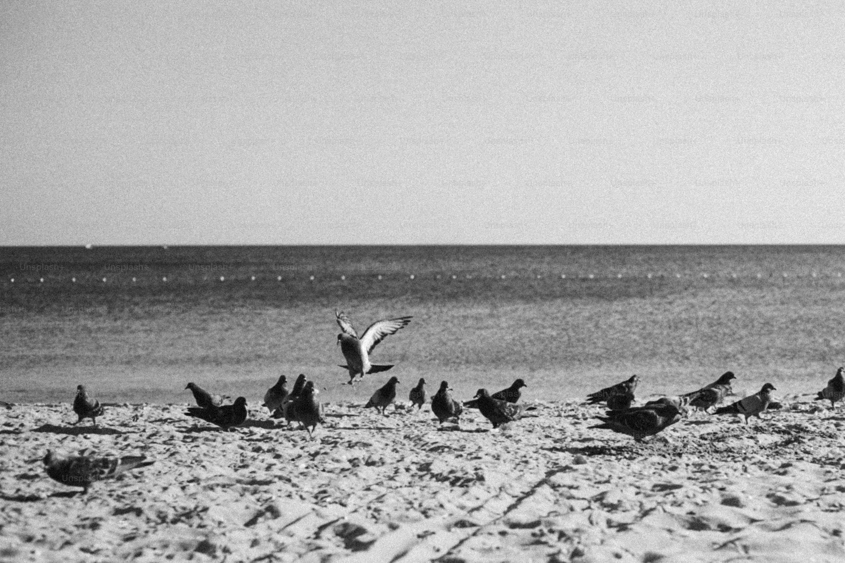 Birds on sandy beach, one in flight, ocean.