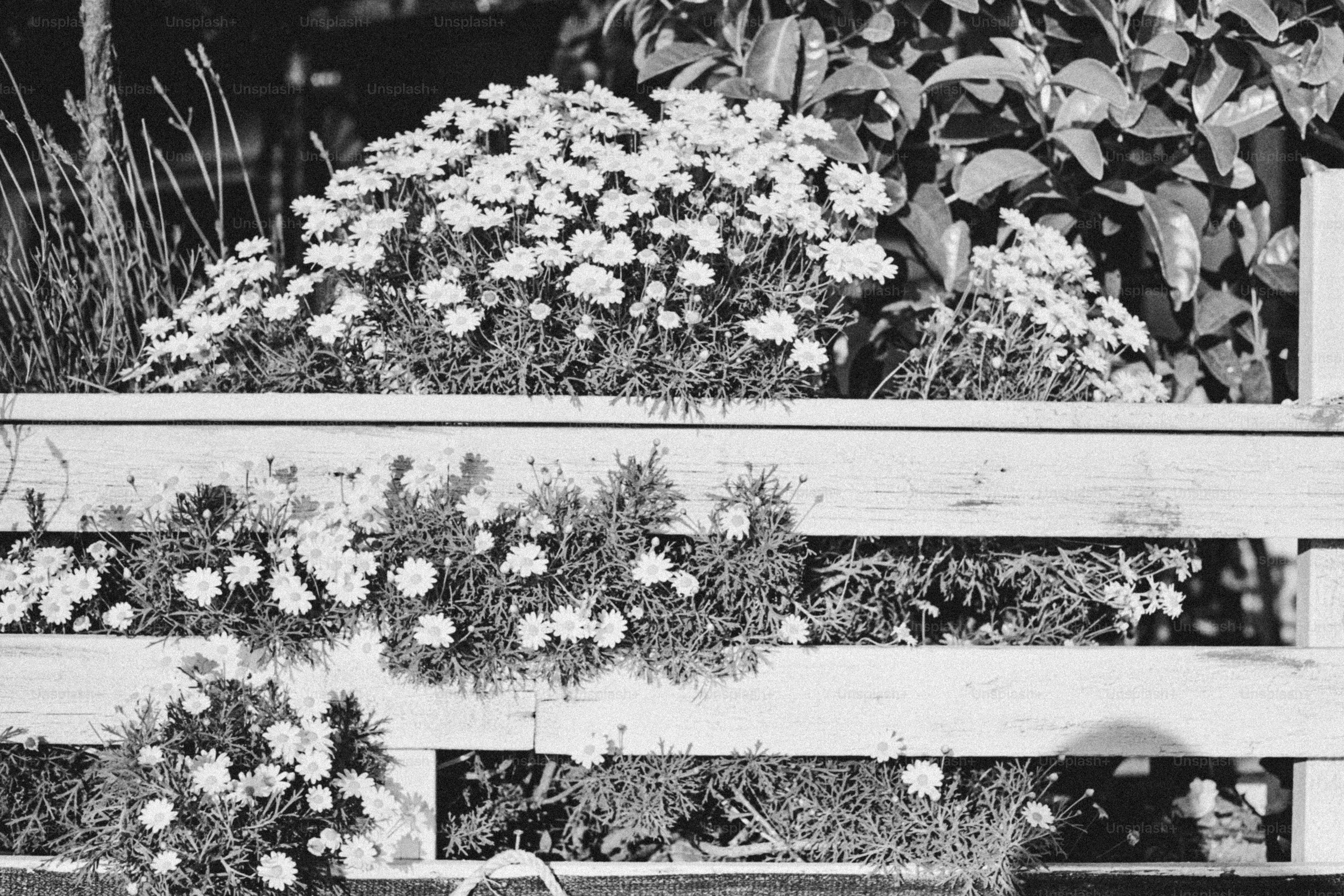 Daisy-like flowers growing through a wooden fence