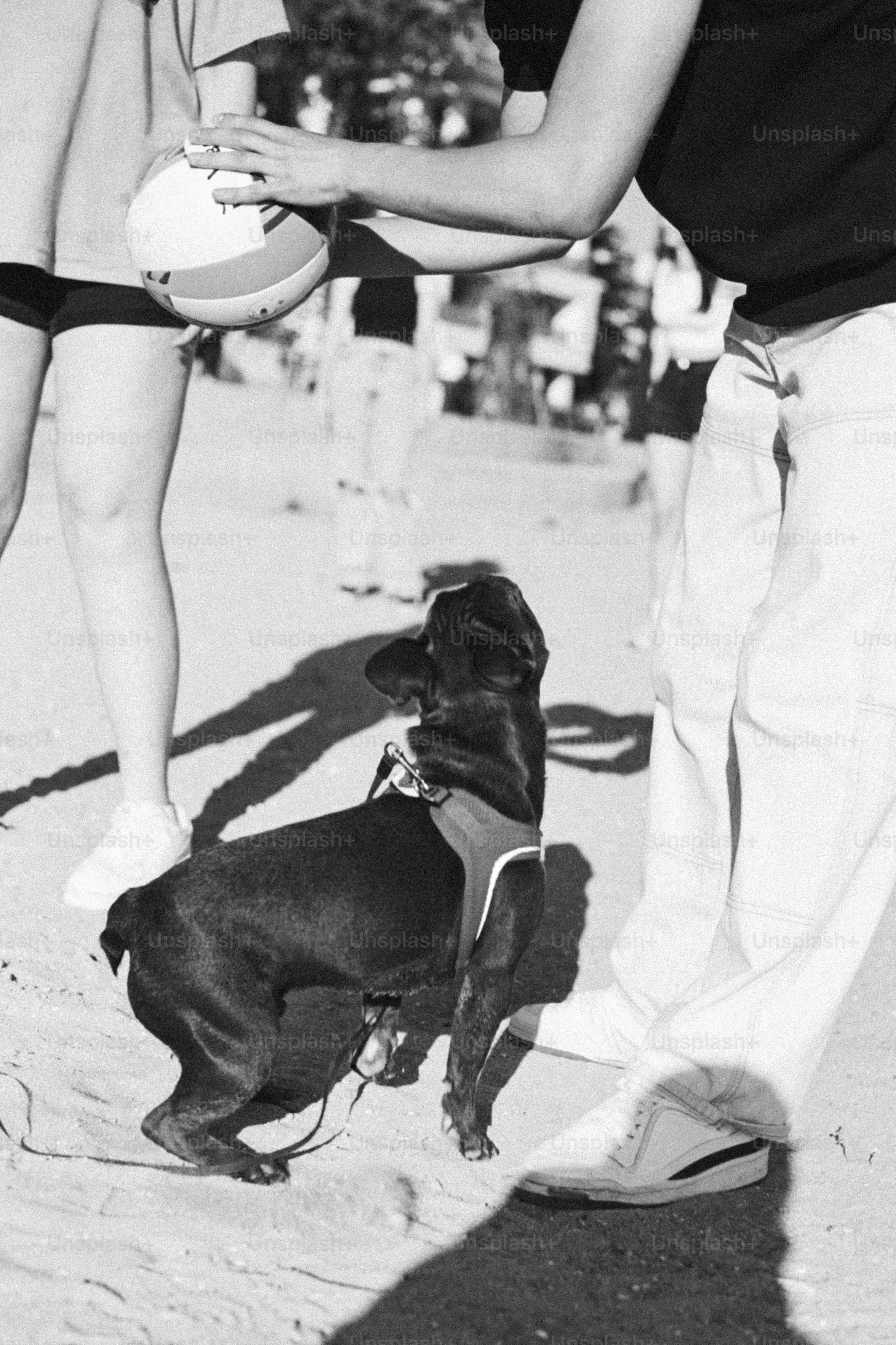 French bulldog looking up at person holding ball