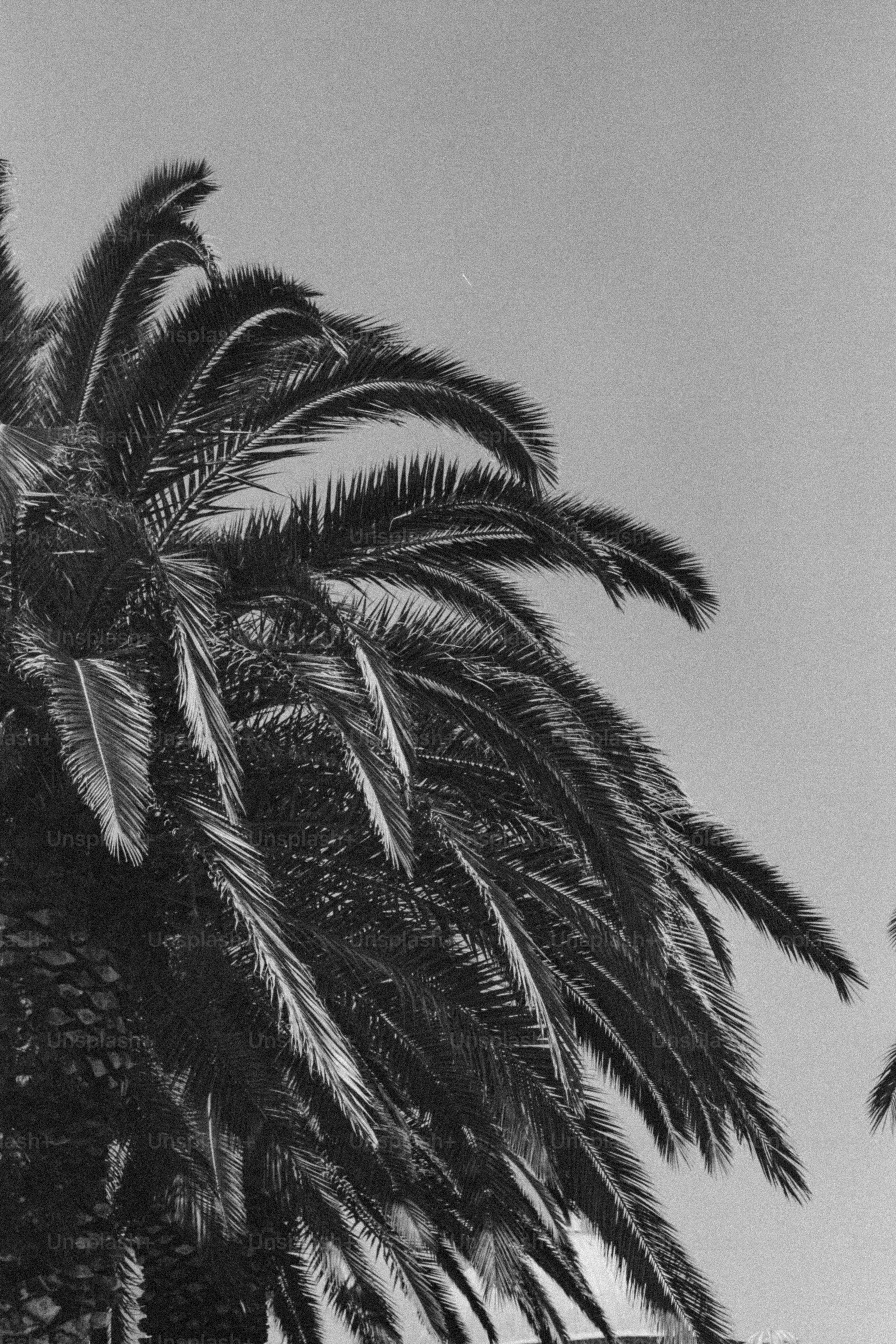 Black and white palm tree fronds against clear sky