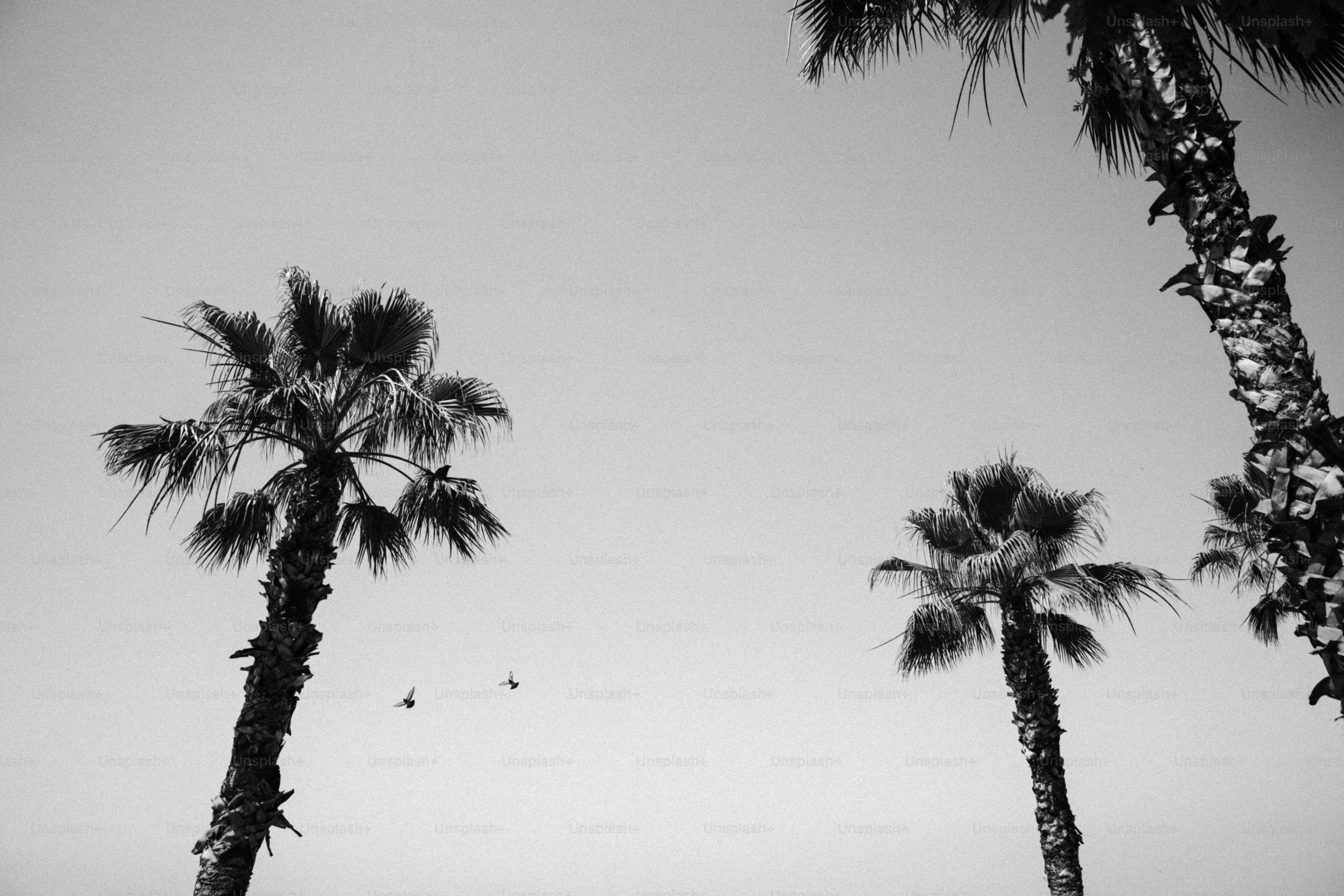 Monochrome palm trees and birds against clear sky