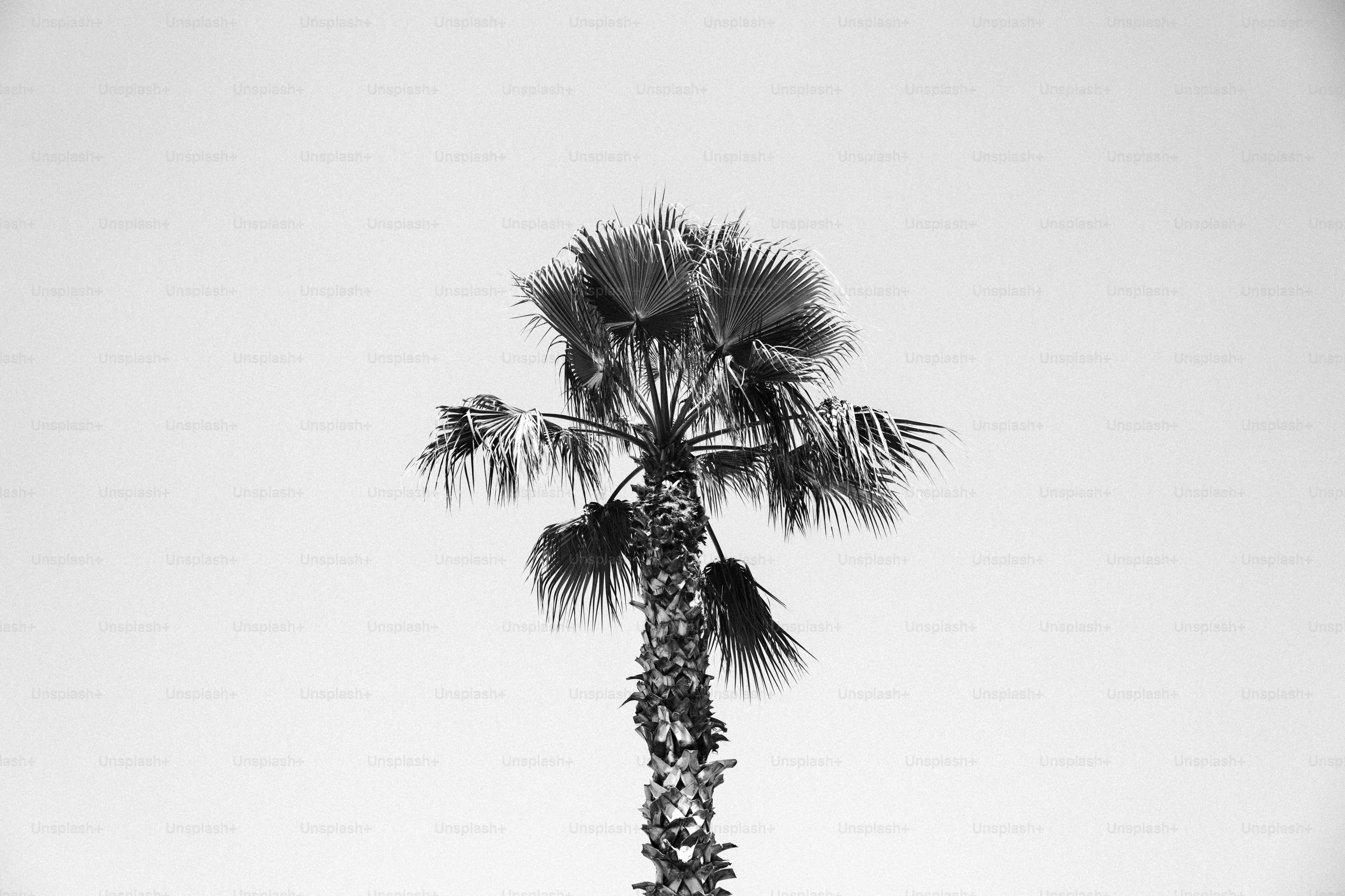 Monochromatic palm tree under bright sky