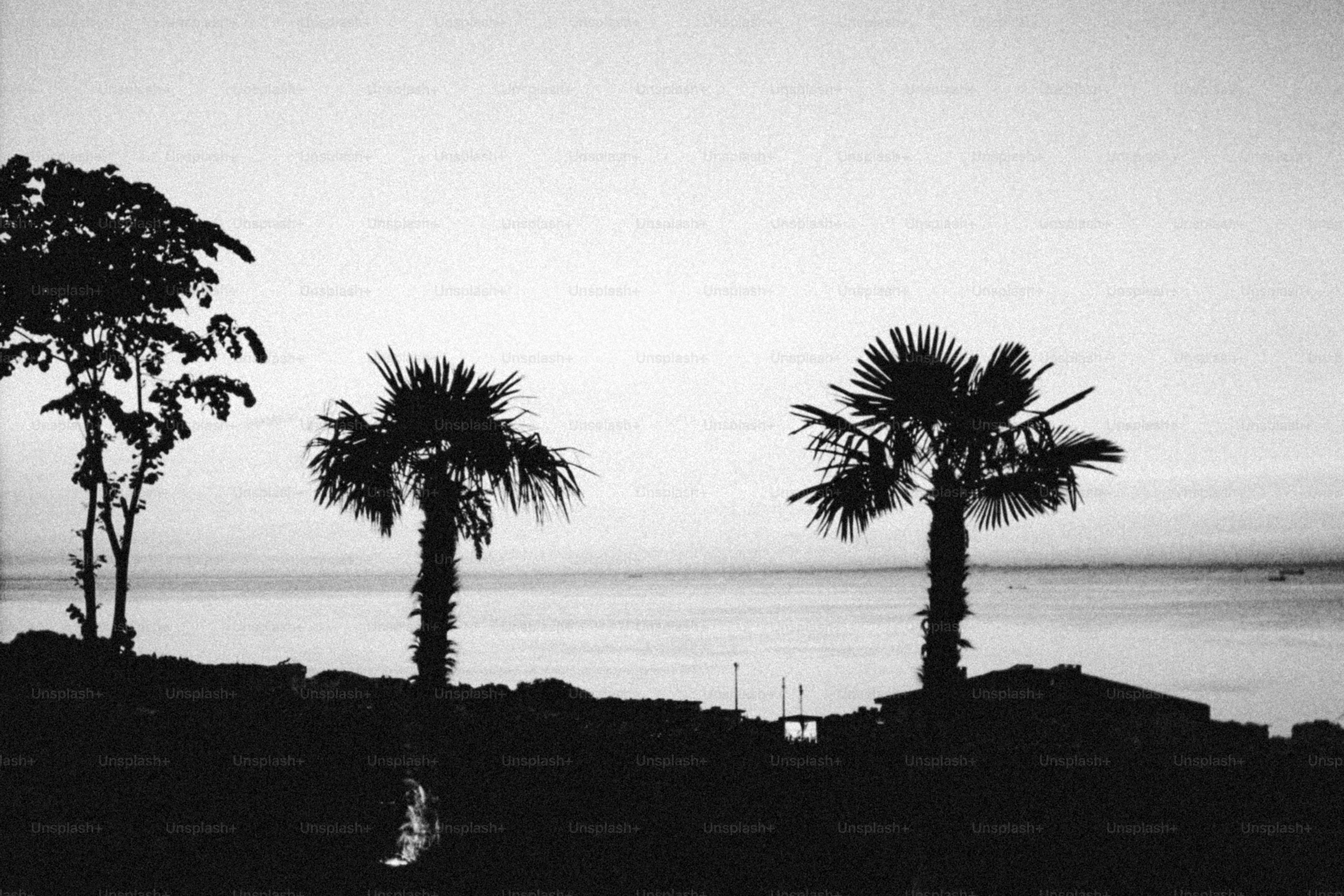 Silhouetted palm trees by calm water at dusk