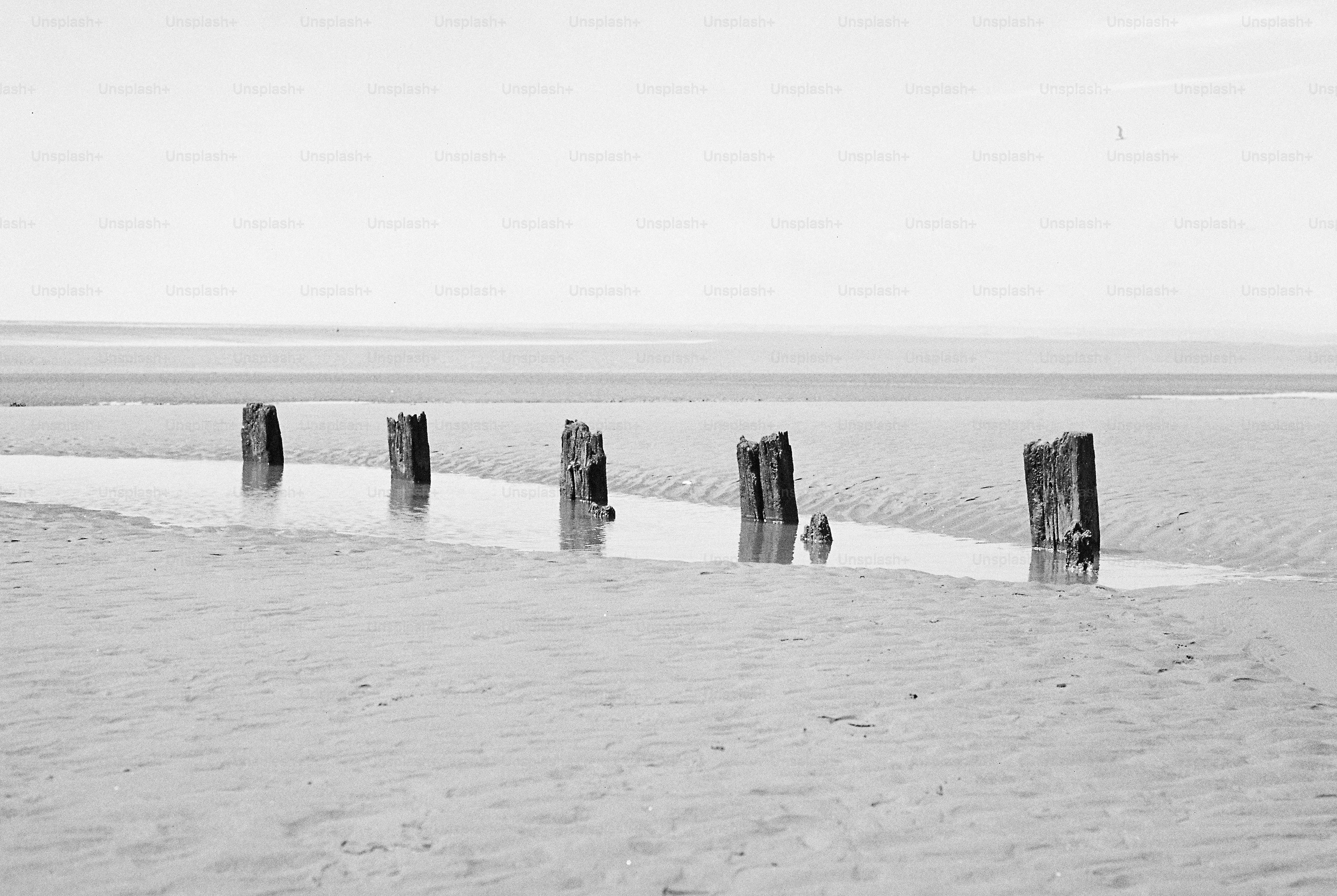 Black and white wooden posts in shallow beach water