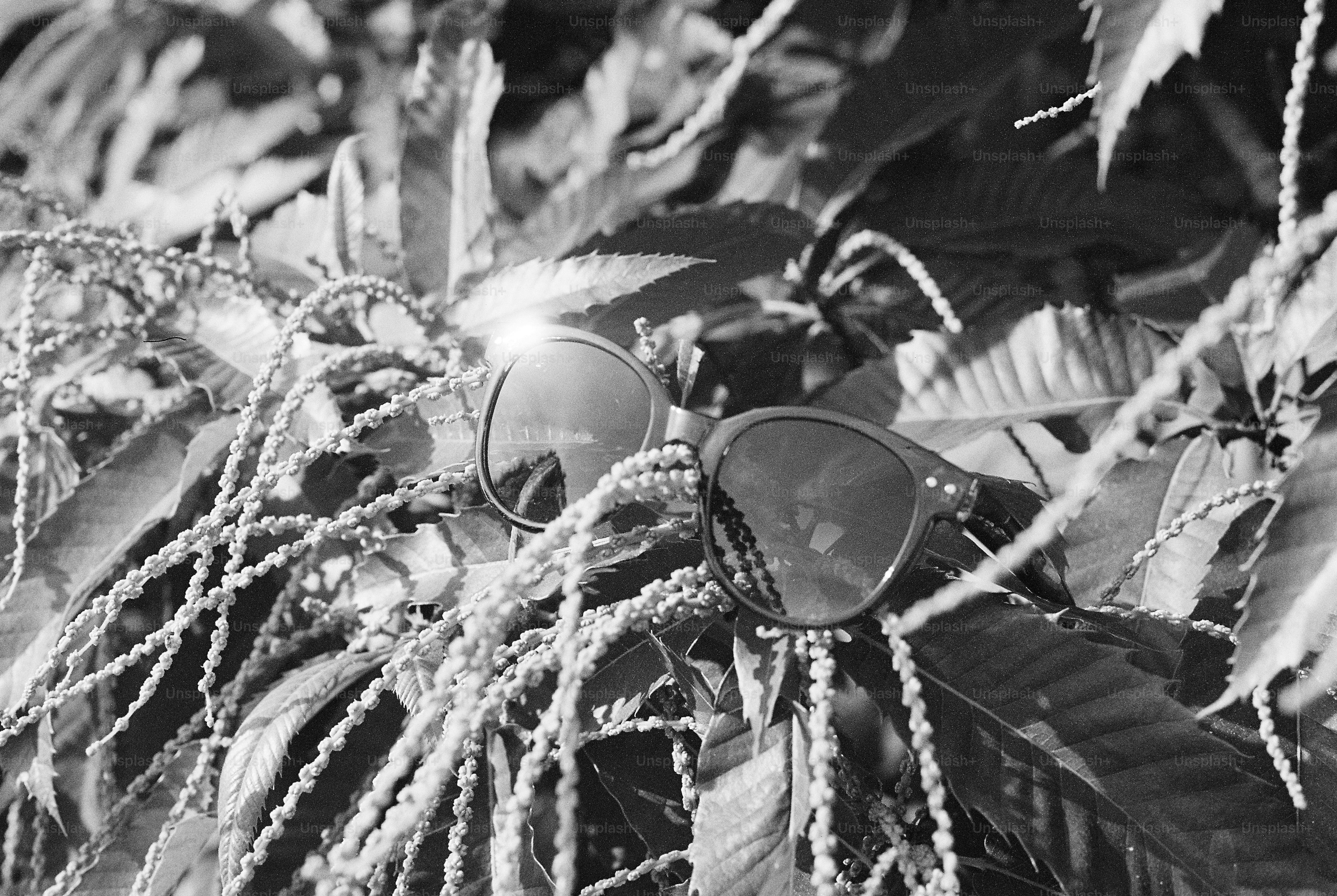 Sunglasses nestled in leafy plant, black and white