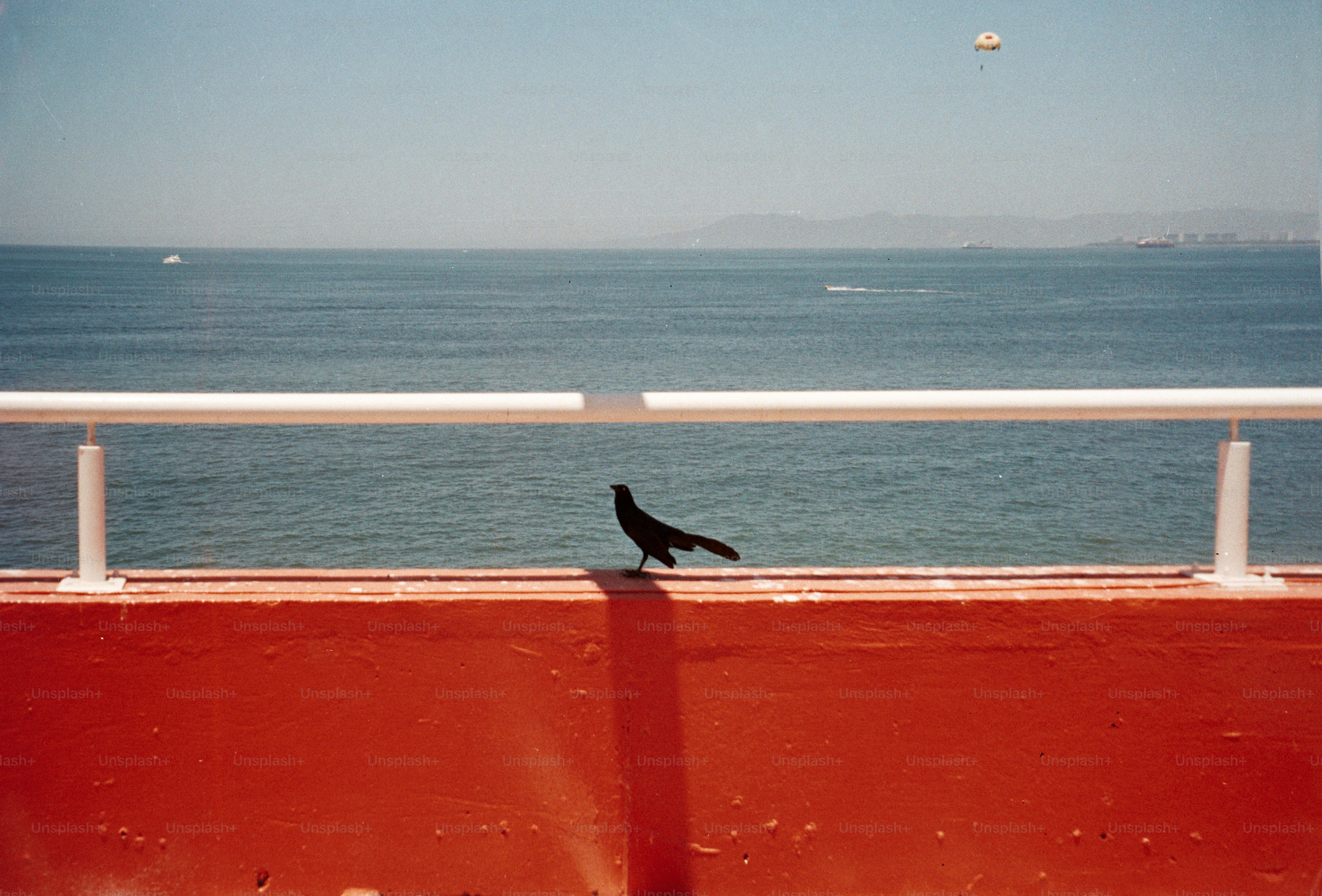 Pájaro negro en pared roja con vistas al océano azul