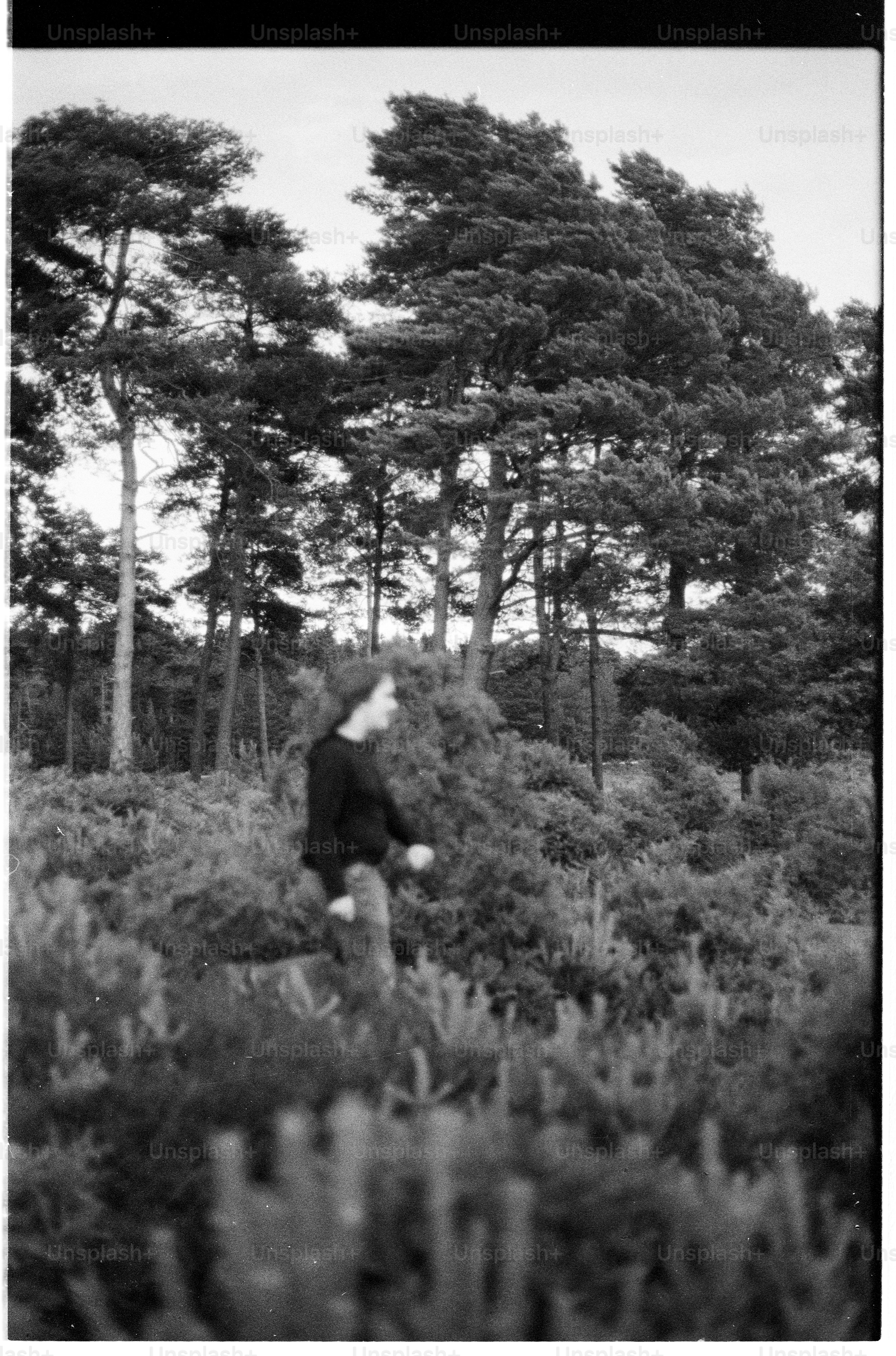 Person walking through dense scrub with trees