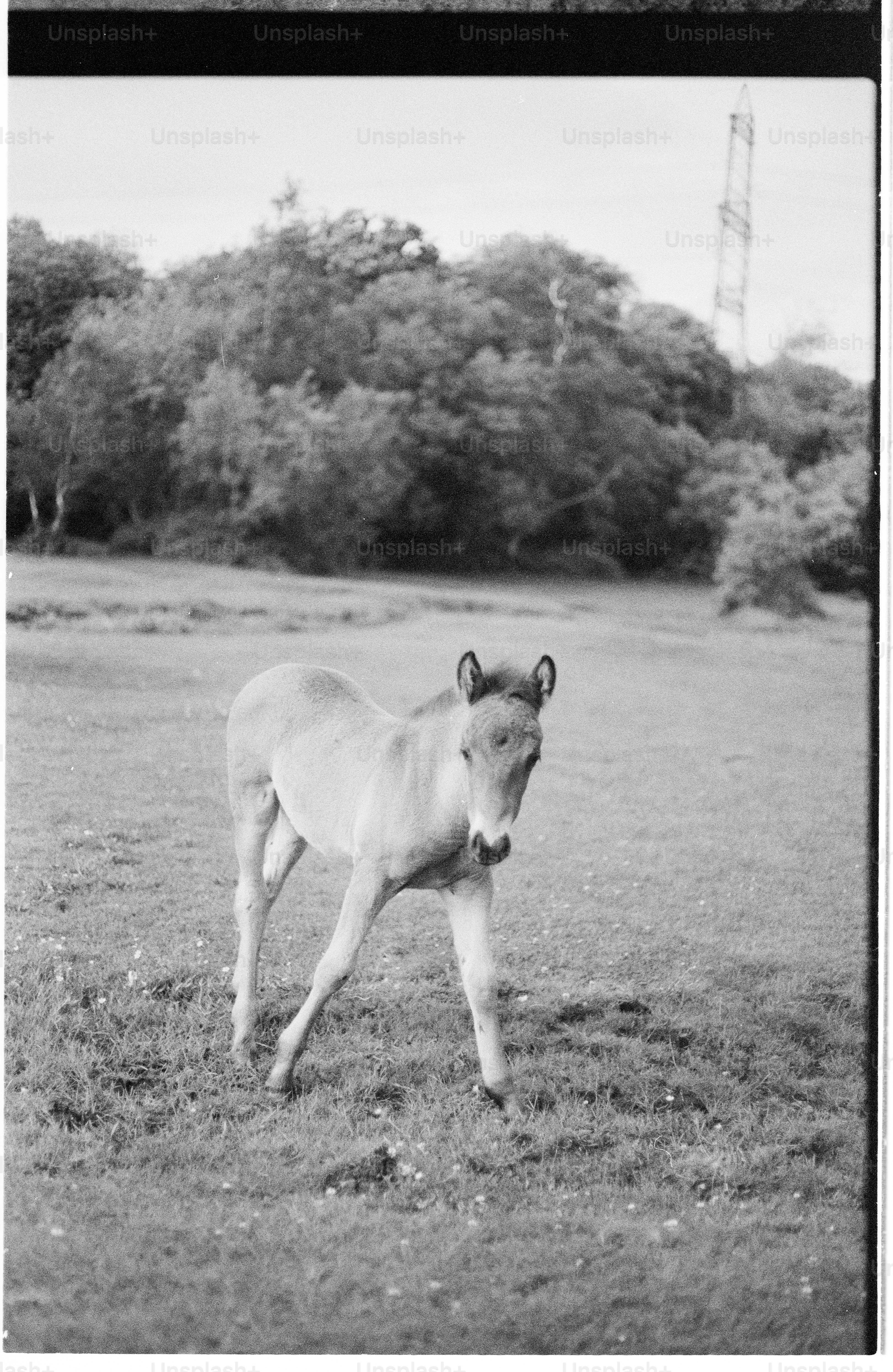 Black and white foal in a grassy field
