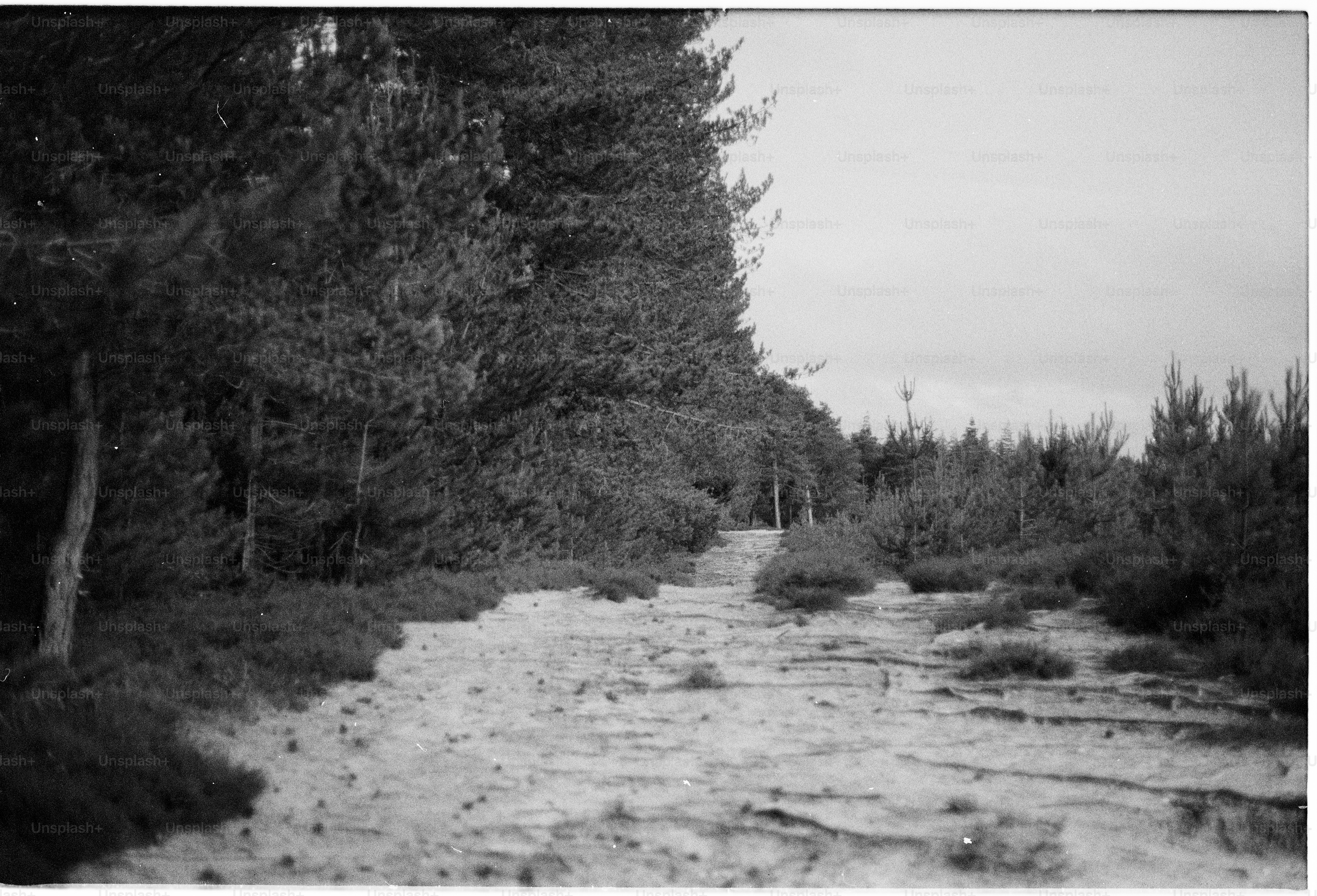 Black and white sandy path through pine trees