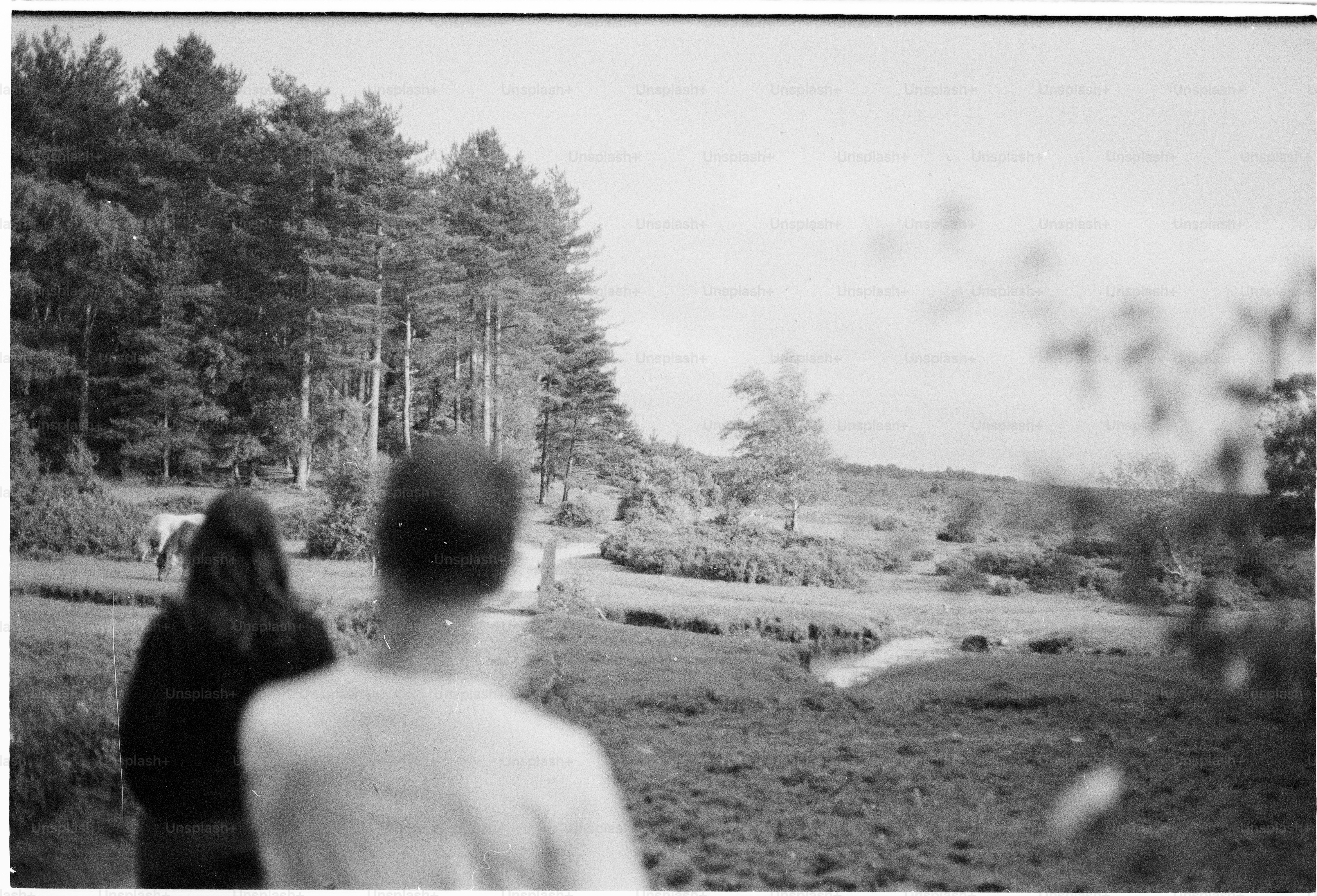 Des gens marchant dans un paysage forestier