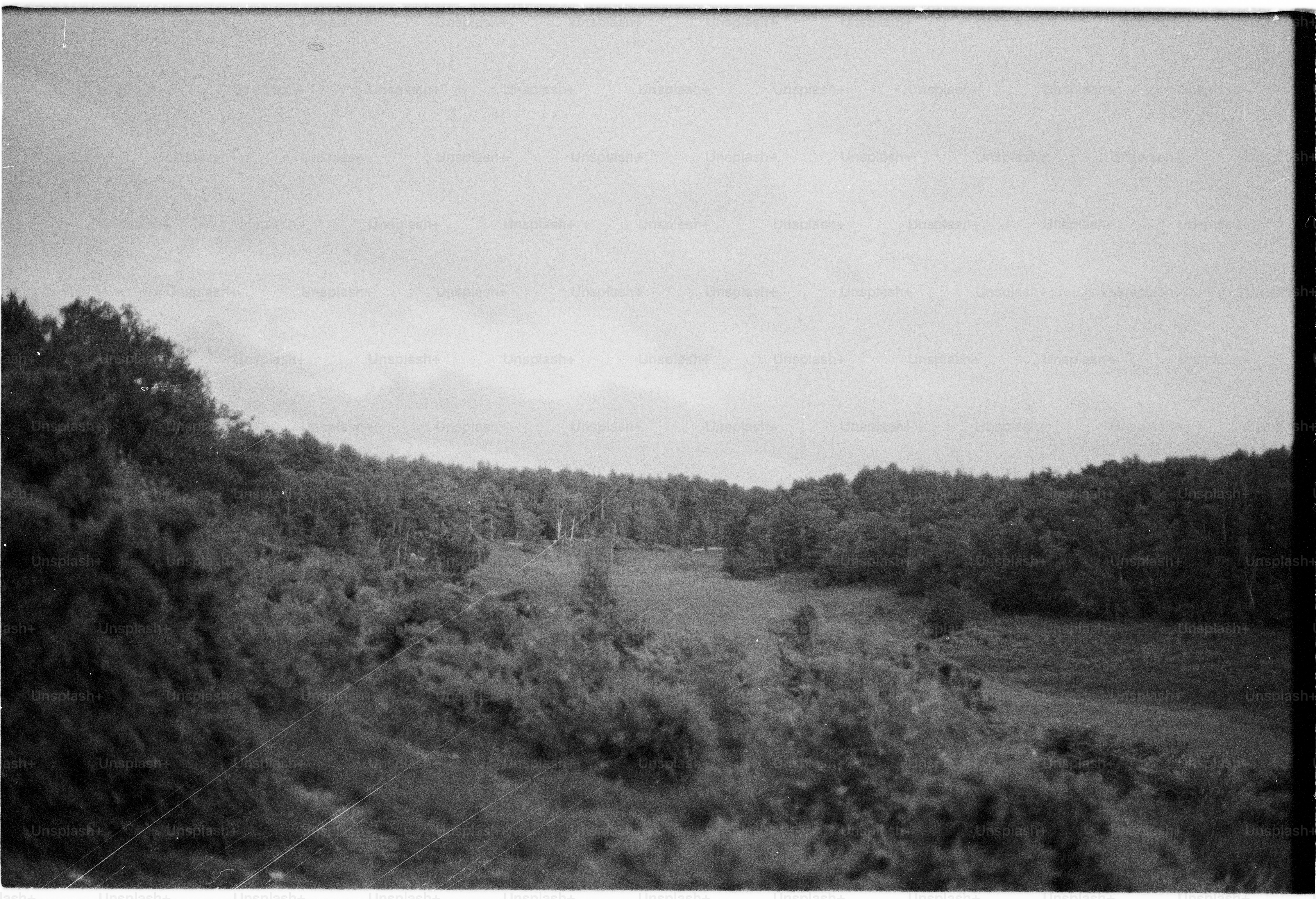 Black and white forested valley under overcast sky