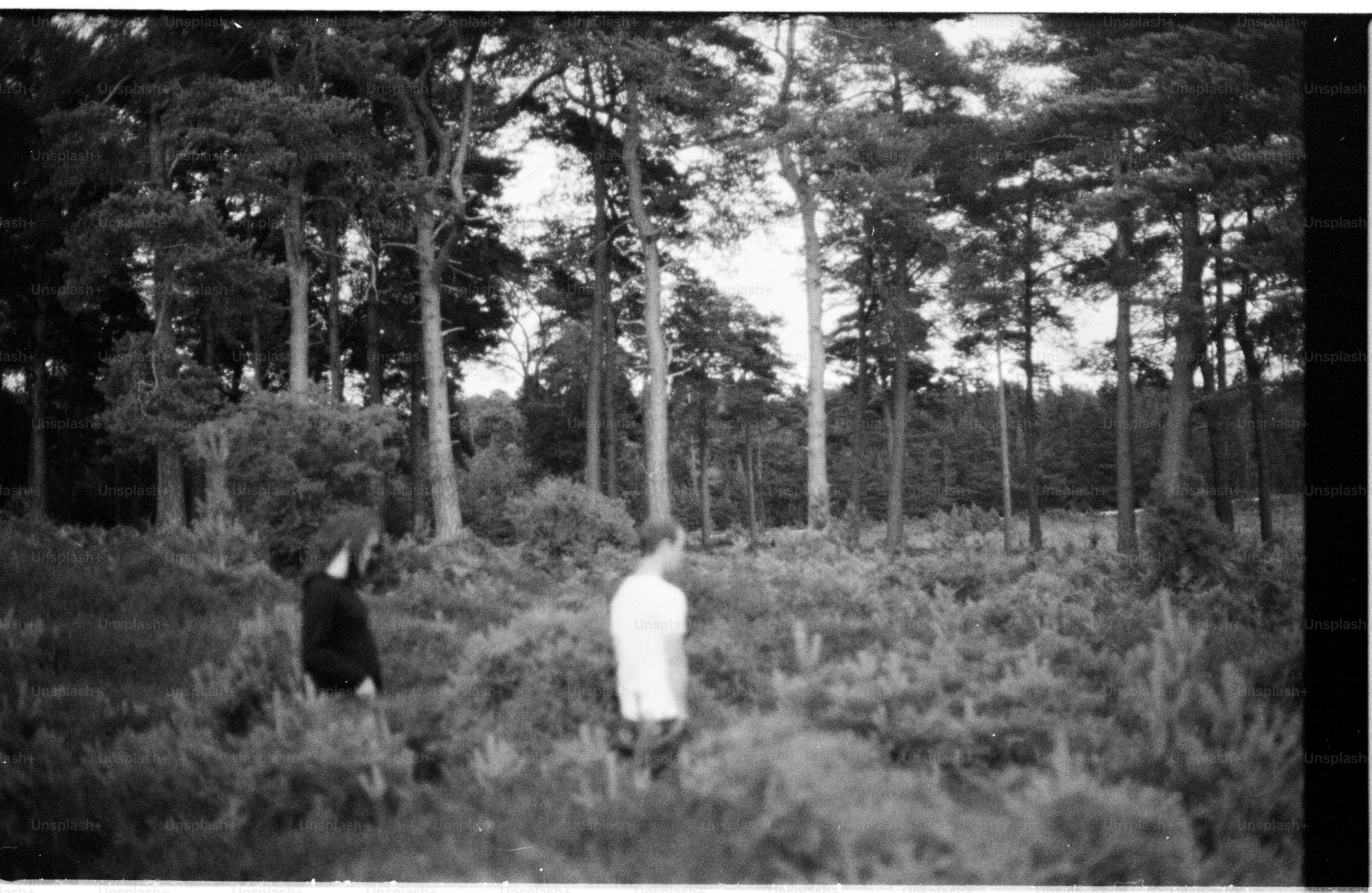 Two people in a brush field with tall trees