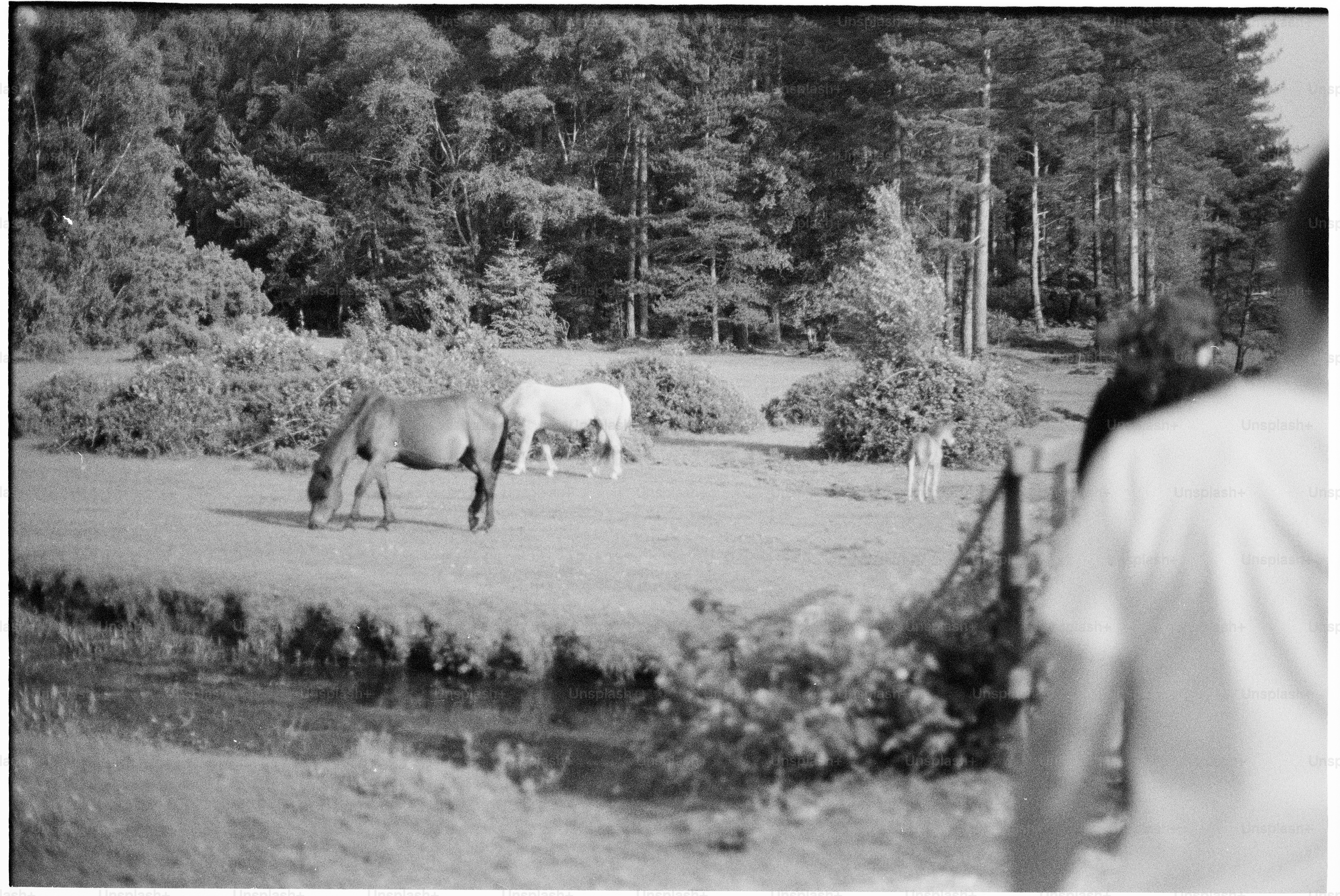 Horses grazing in a field with trees