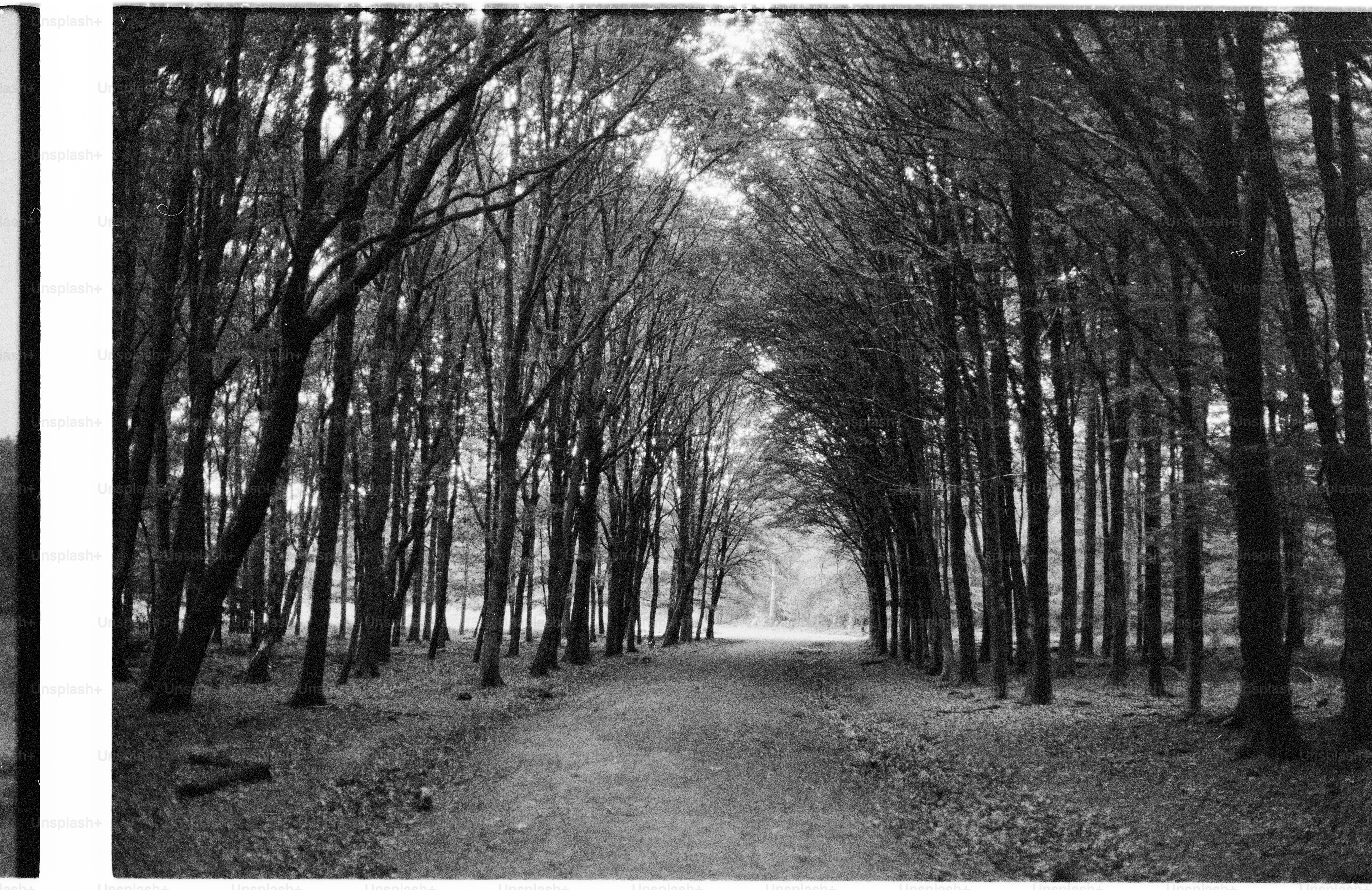 Path through a dark forest in black and white