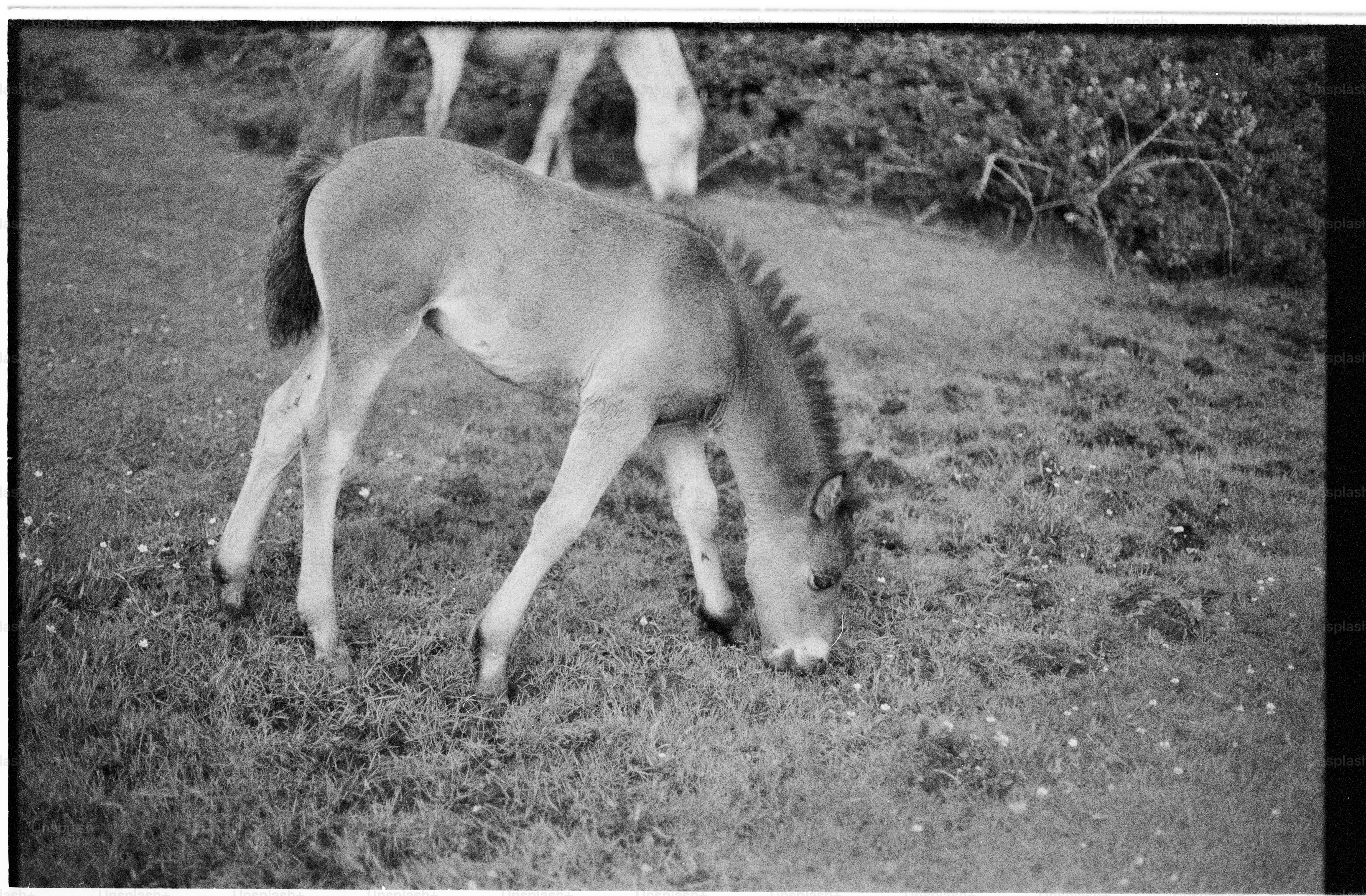 Young horse grazing on a grassy hillside