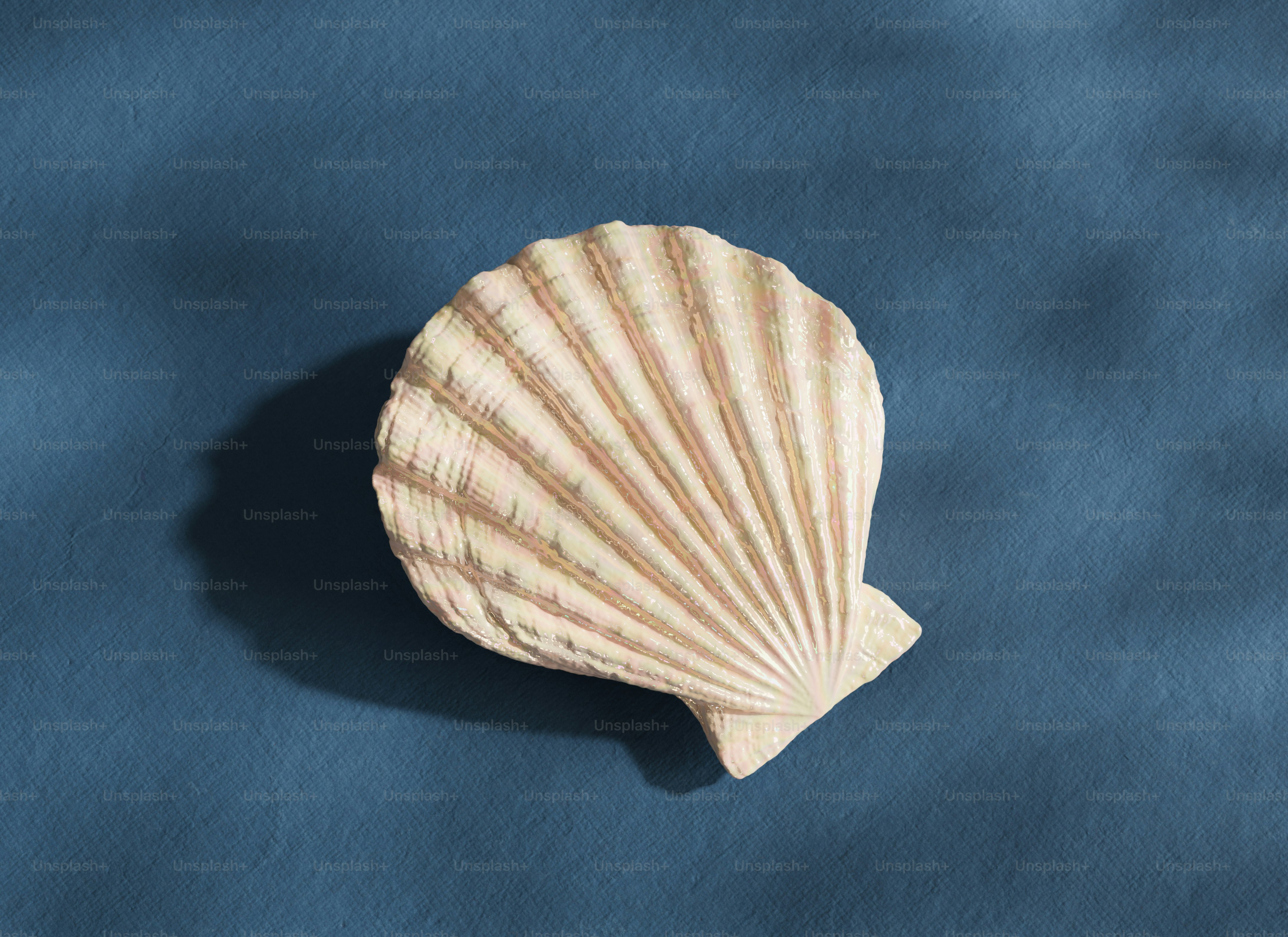 Coquille Saint-Jacques blanche sur fond bleu