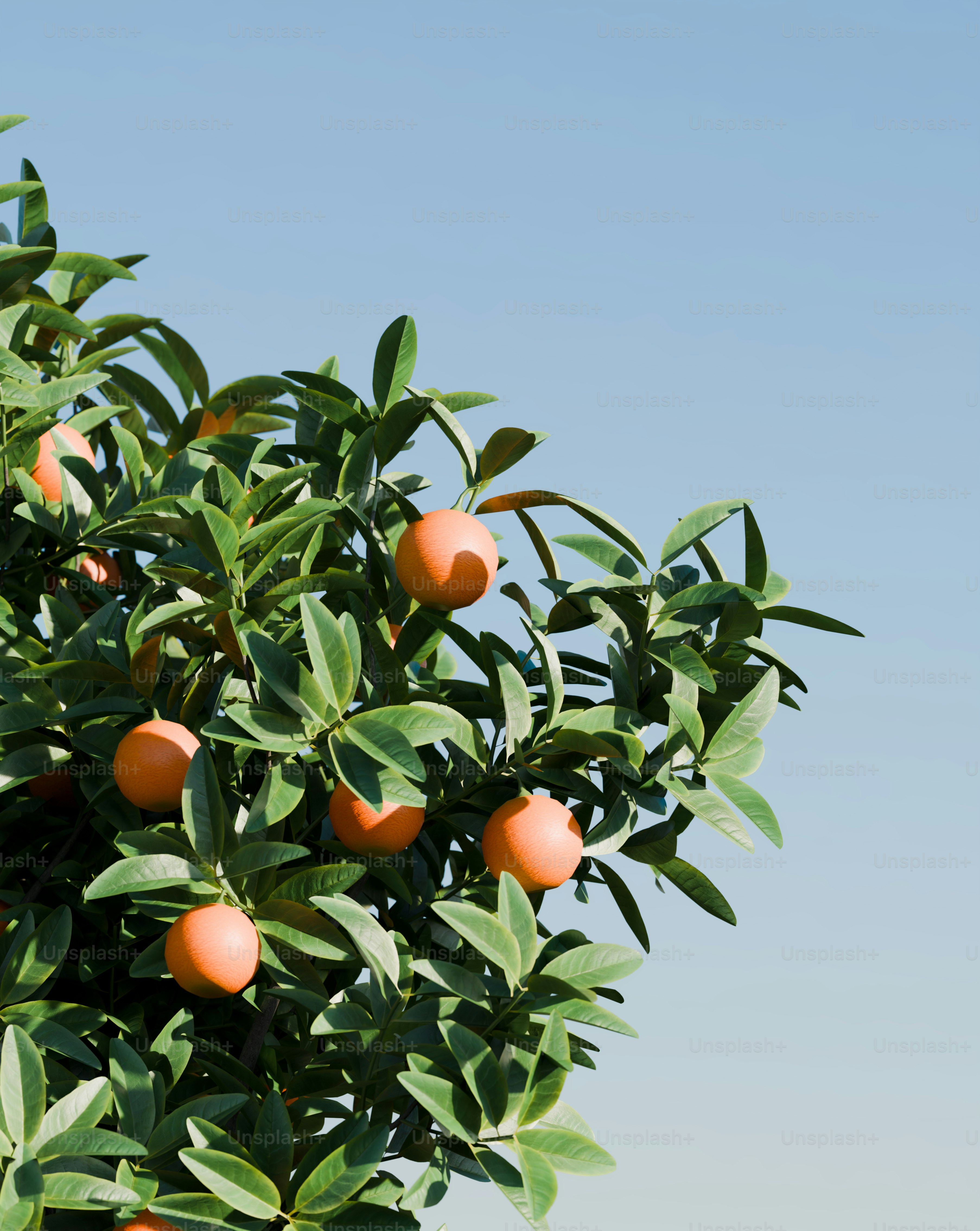 Agrumes aux fruits orangés sur un ciel bleu