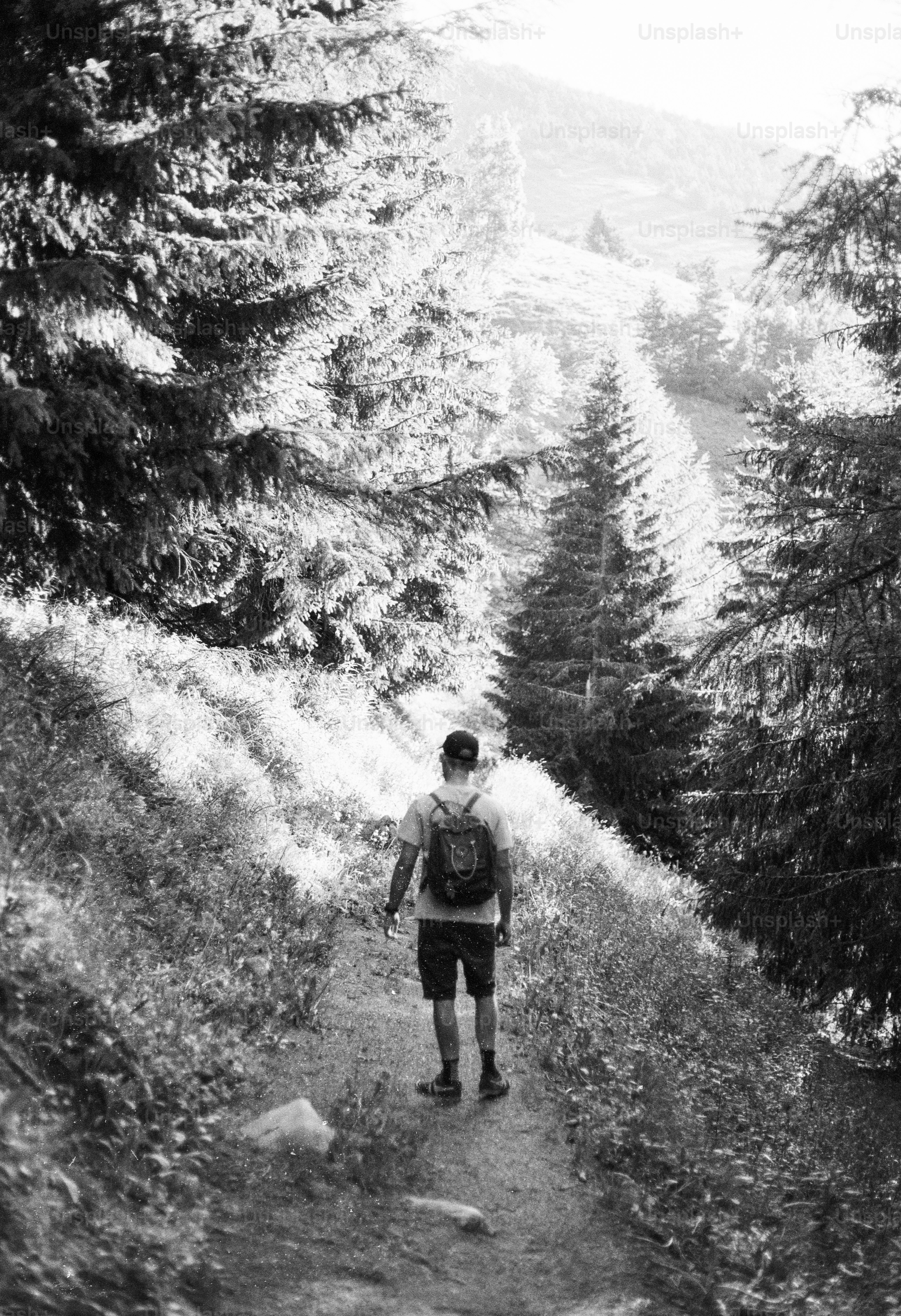 Hiker on winding forest path, black and white