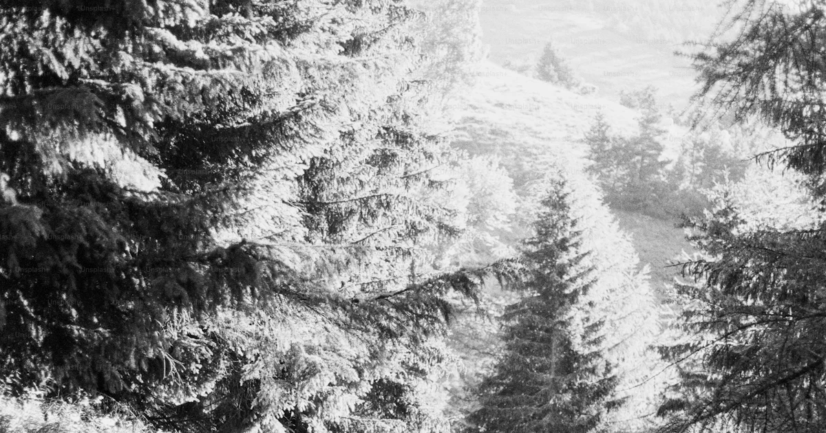 Hiker on winding forest path, black and white photo – Travel Image on ...