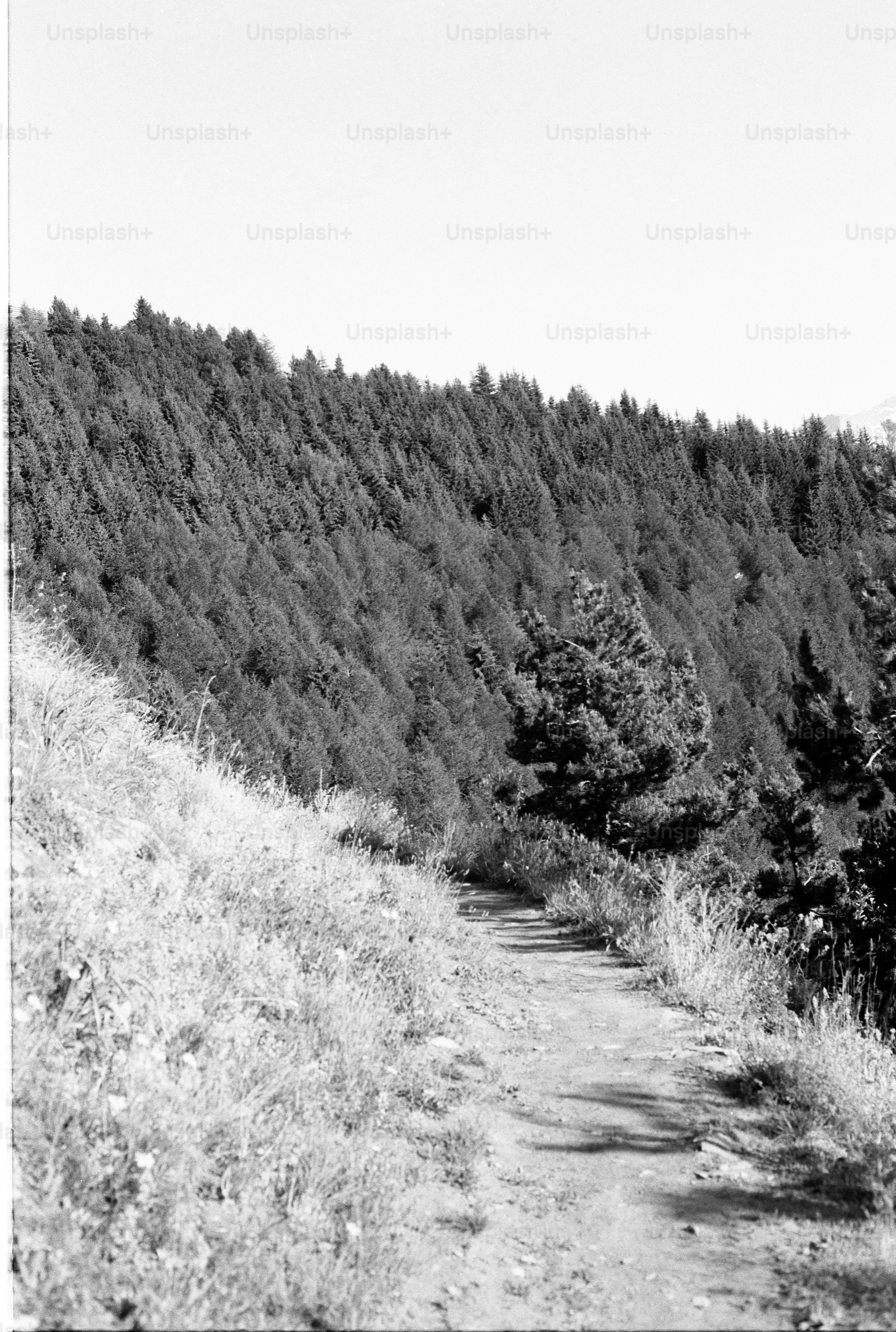 Black and white hiking trail on forested hillside