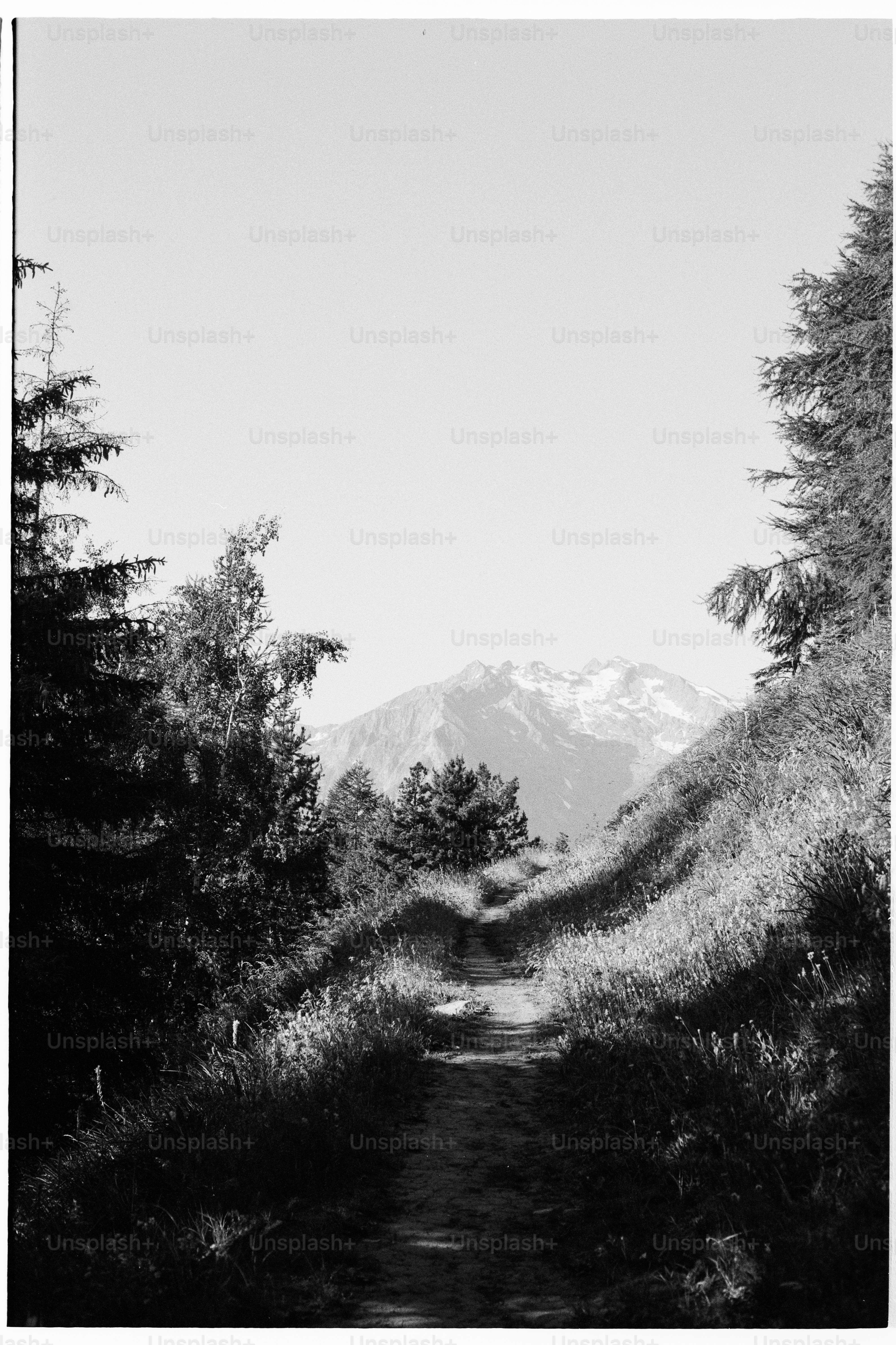 Forest path leading to distant snow-capped mountain