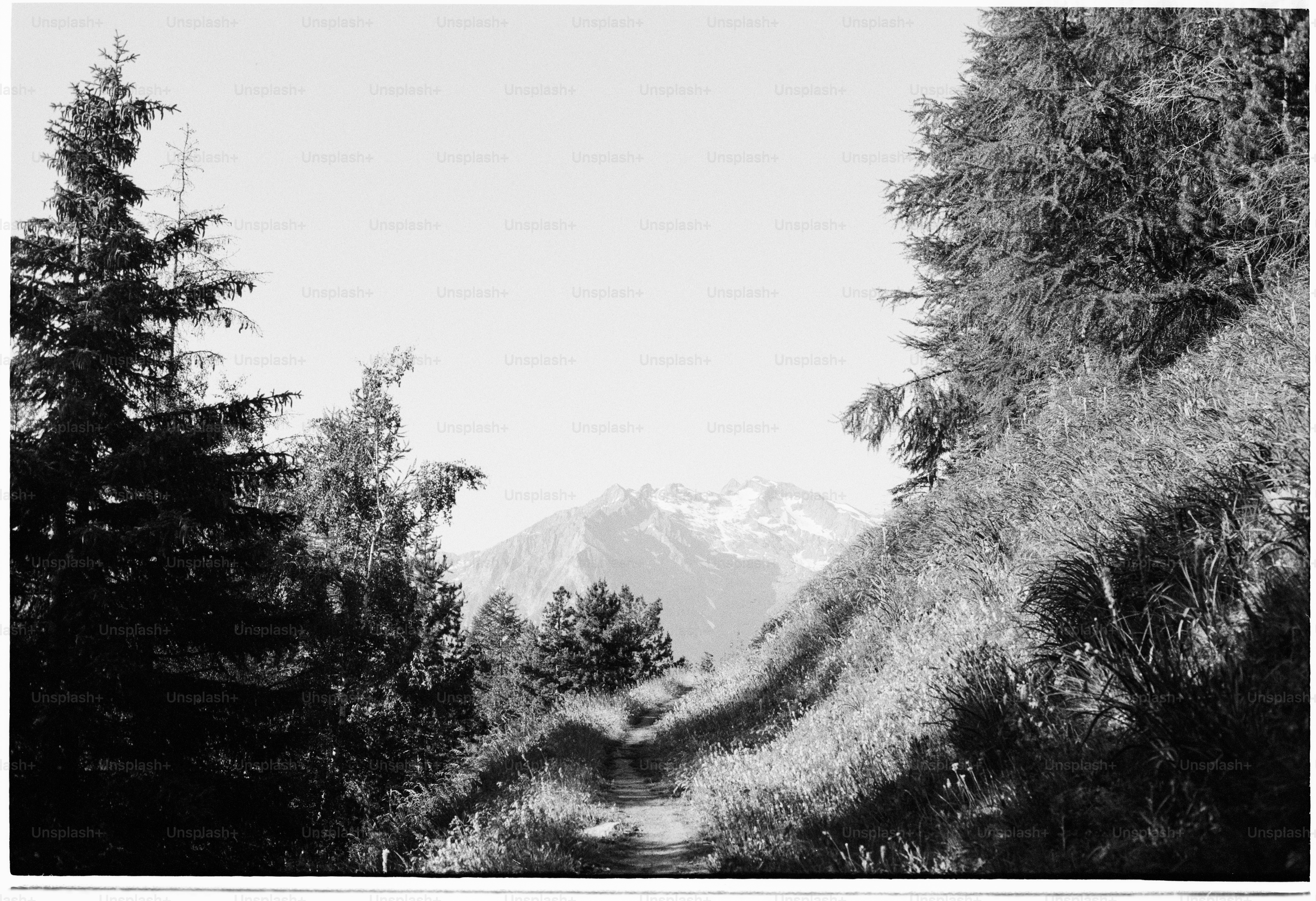 Winding forest path leading to distant mountains