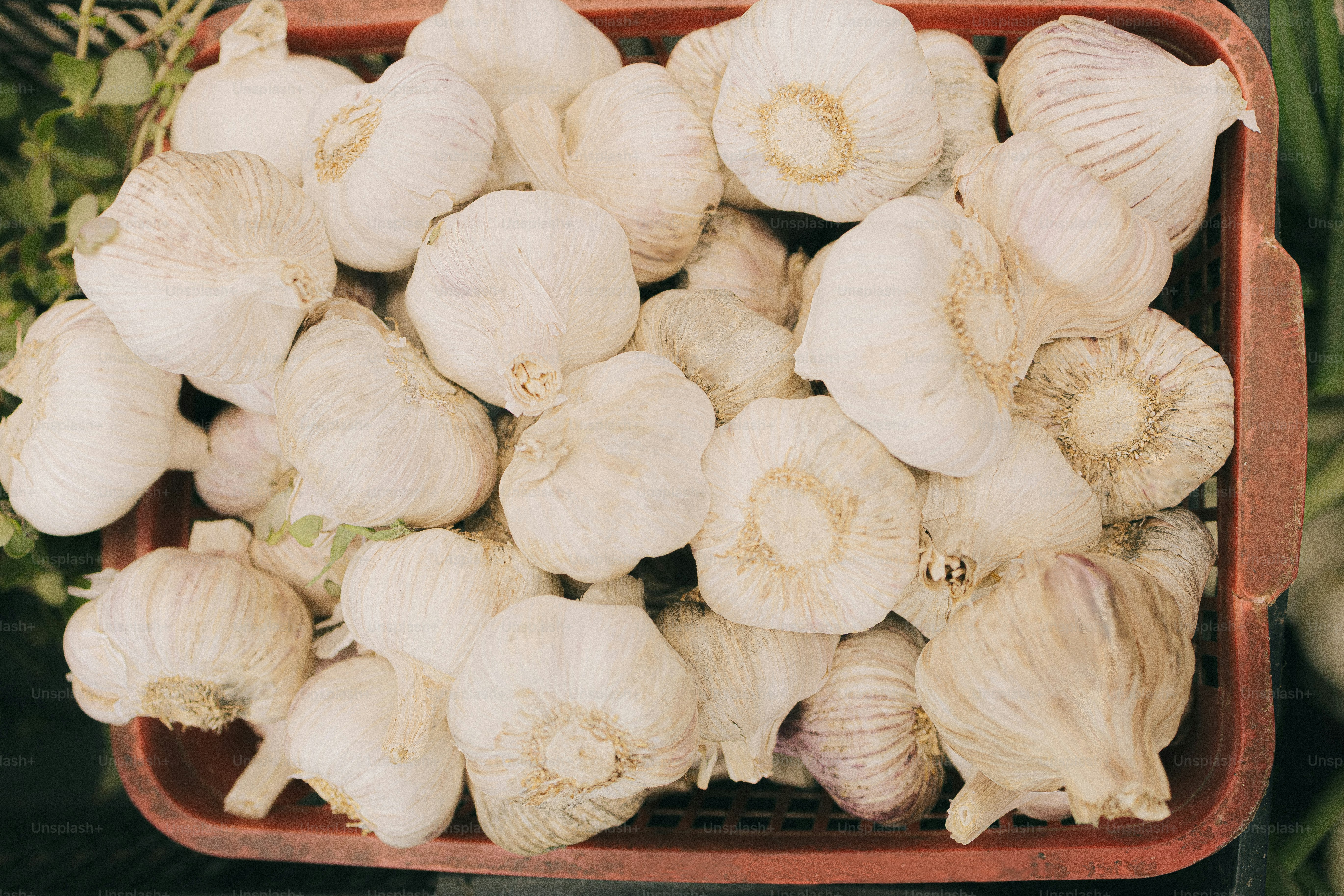 Garlic heads in a red basket