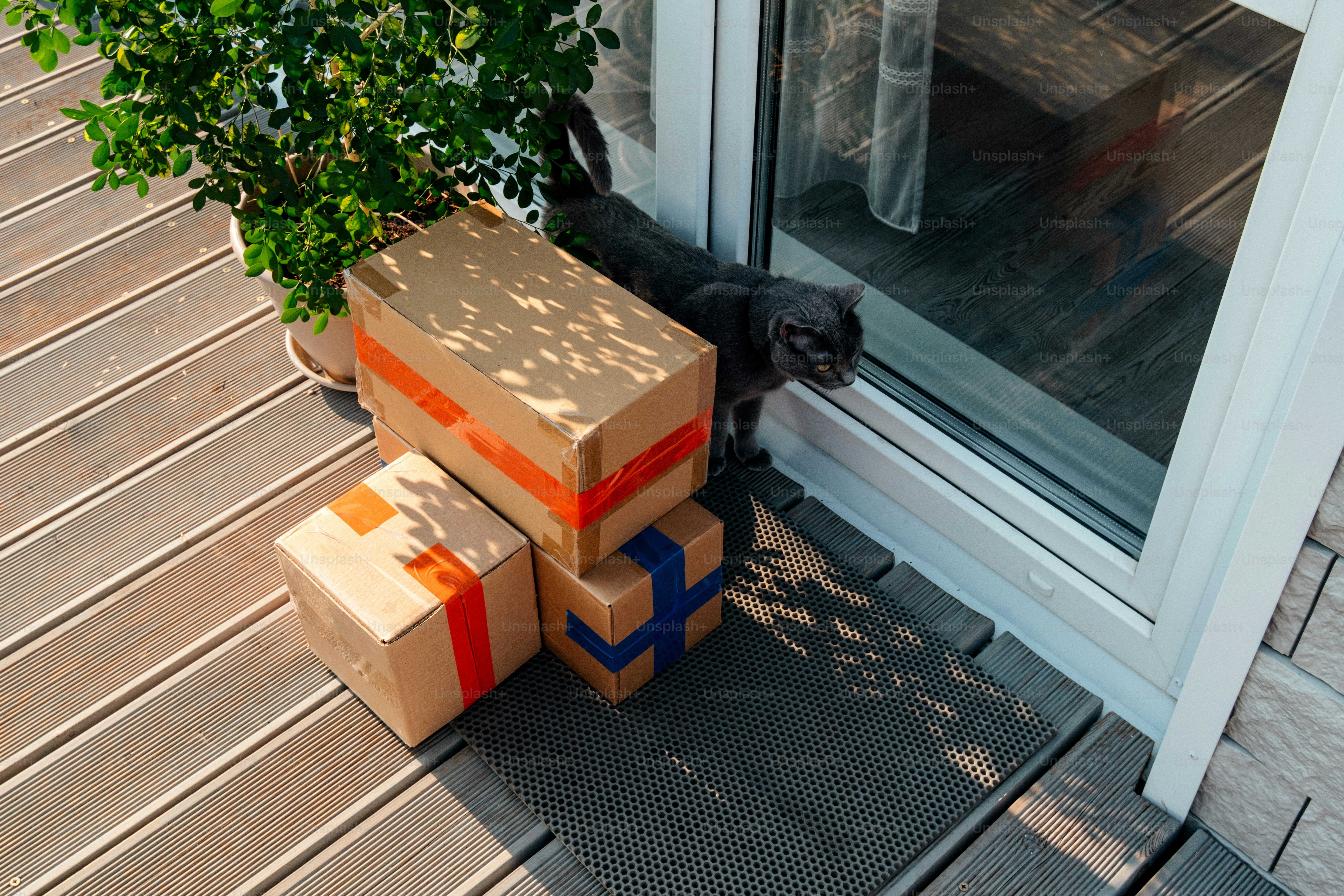 Black cat investigating delivery boxes on a doorstep