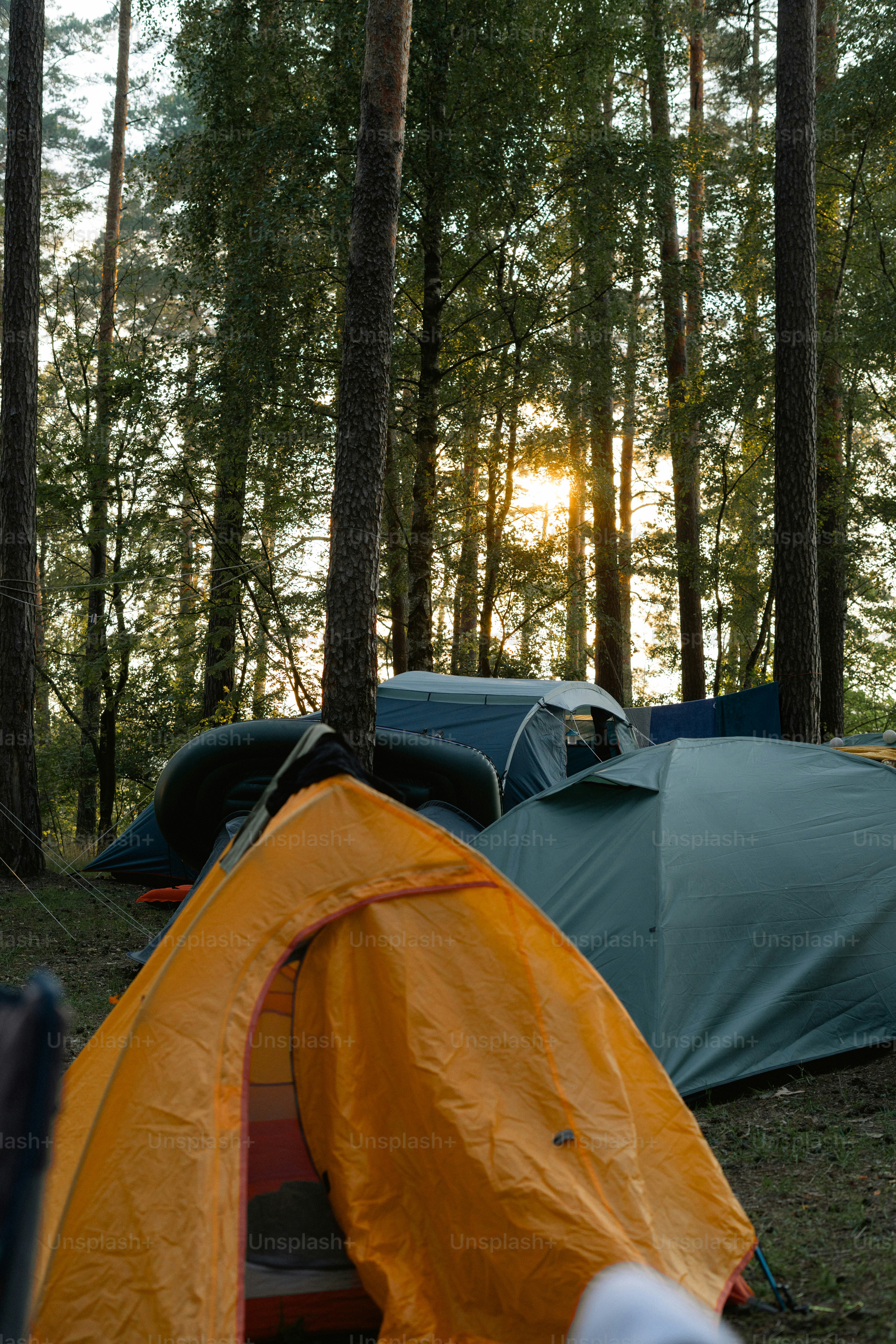 Multiple camping tents pitched in a pine forest