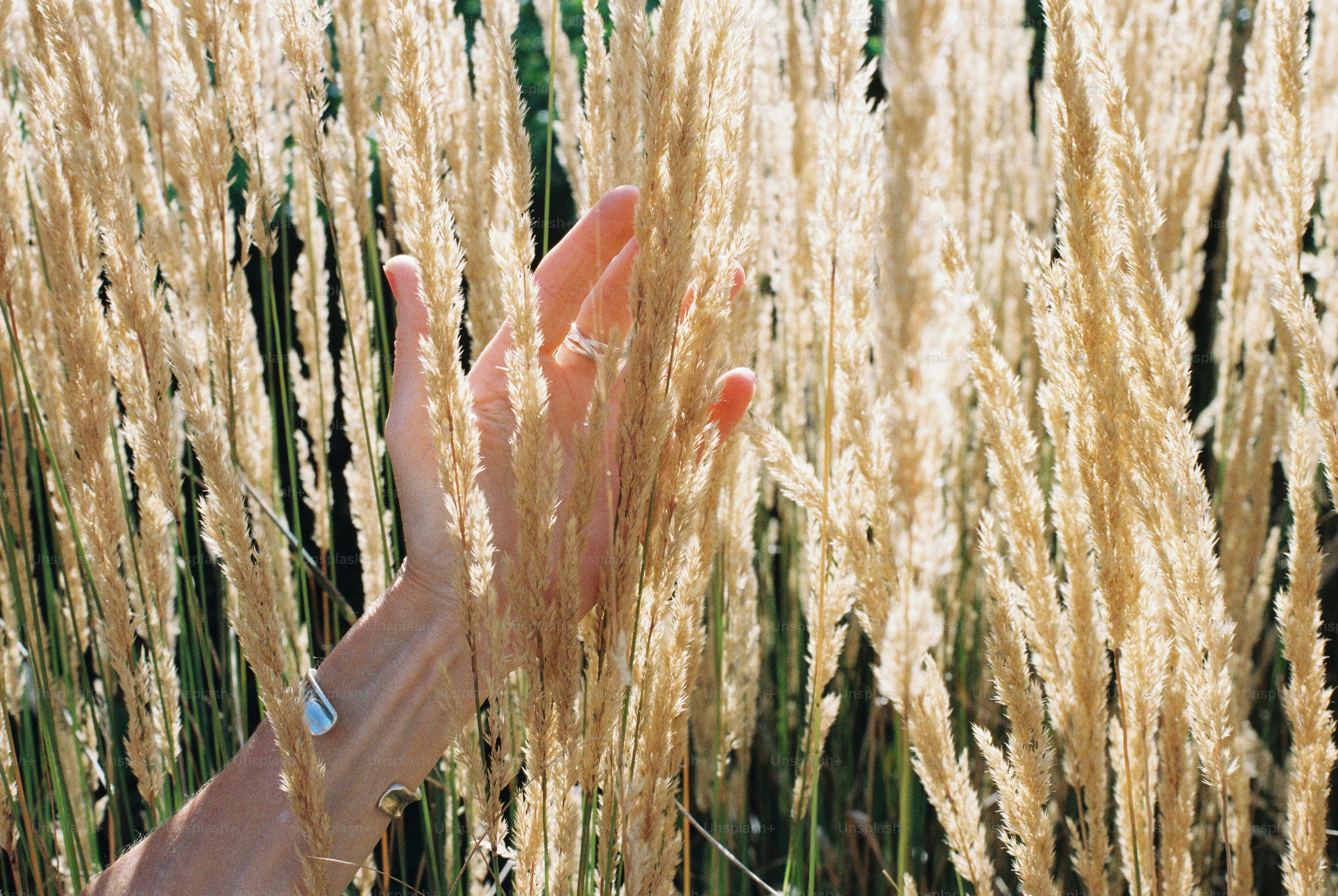 Woman's hand touching tall golden summer grasses