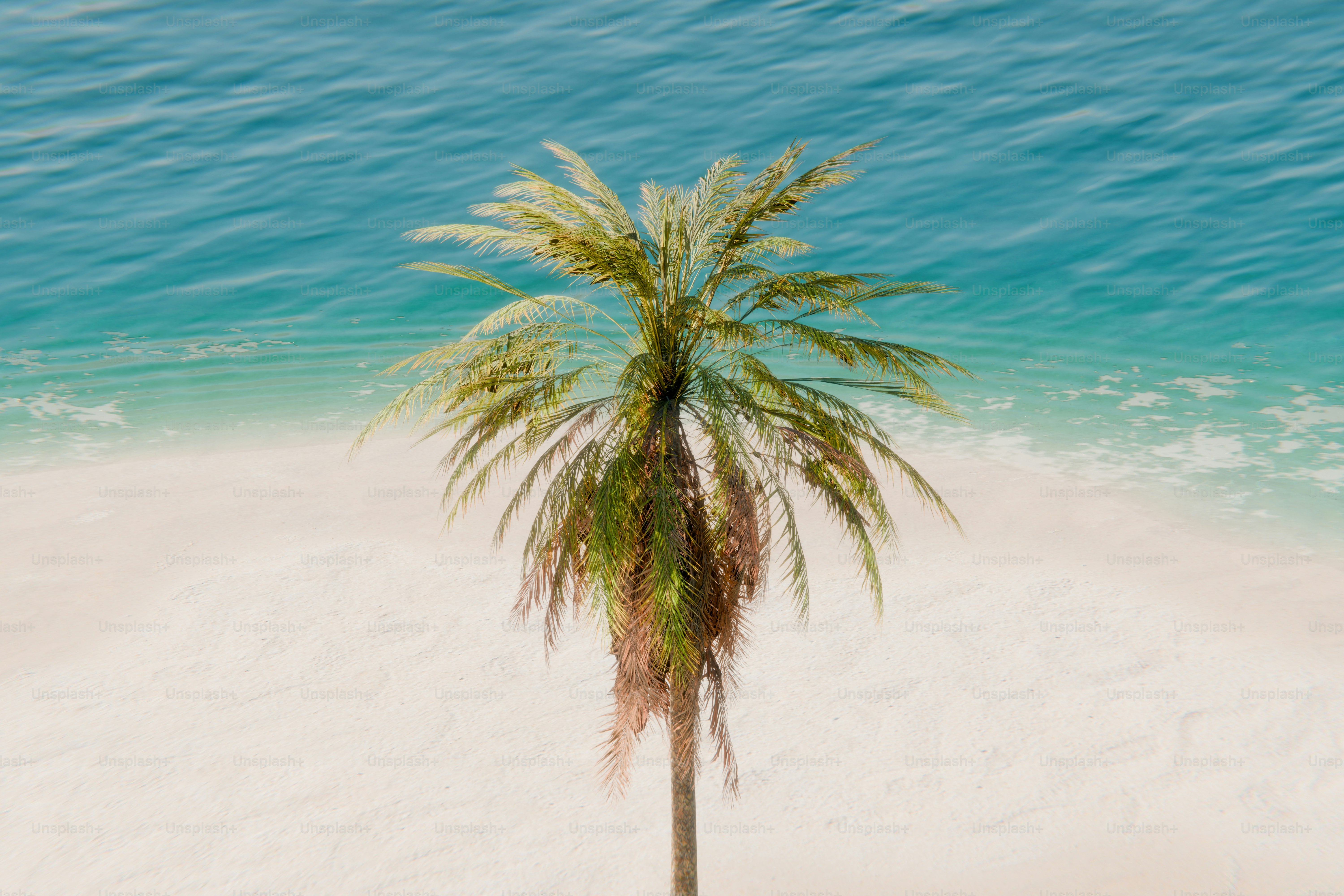Palm tree on sandy beach, blue ocean