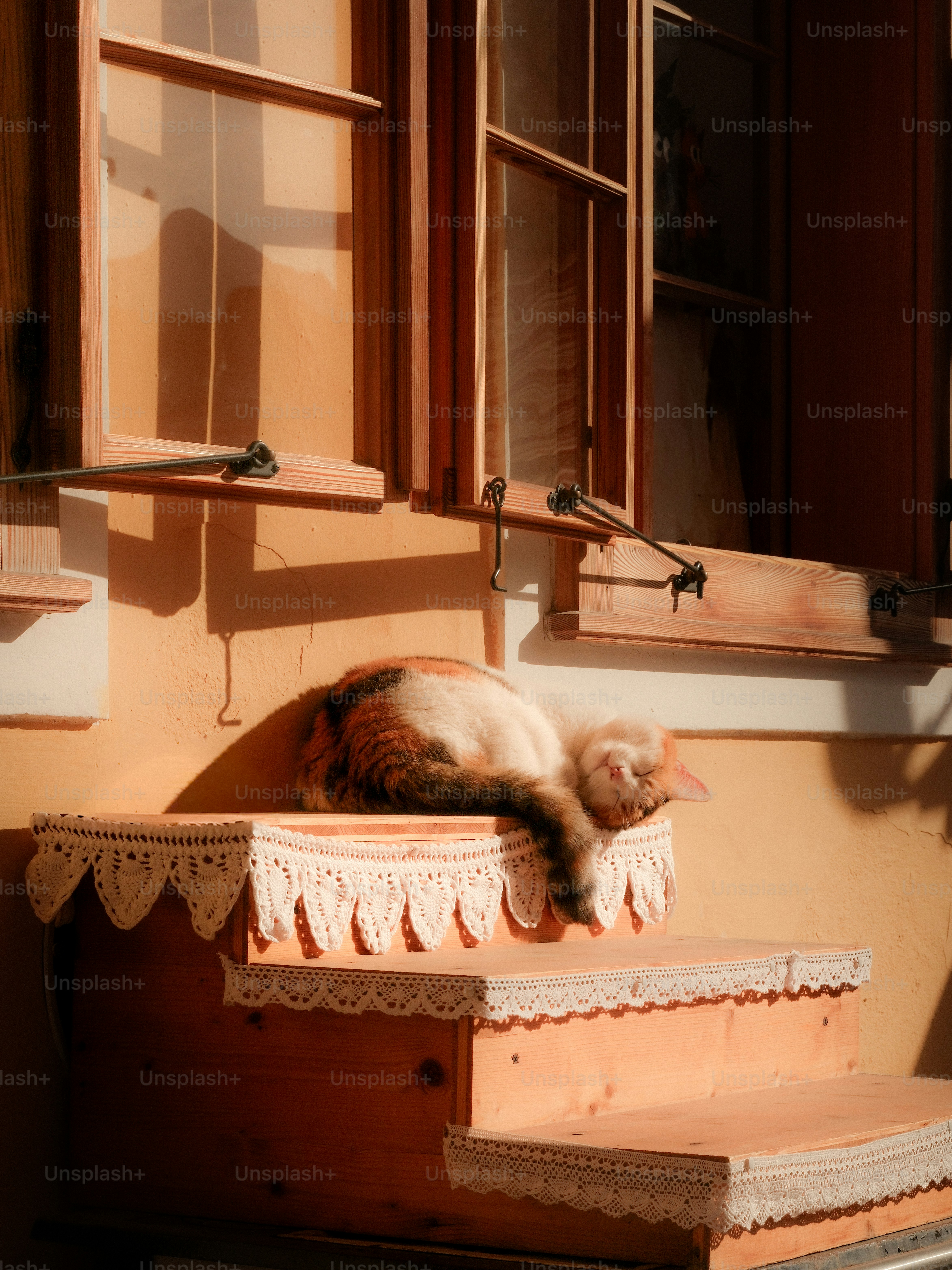 Tidur kucing belacu di tangga luar ruangan yang tertutup renda