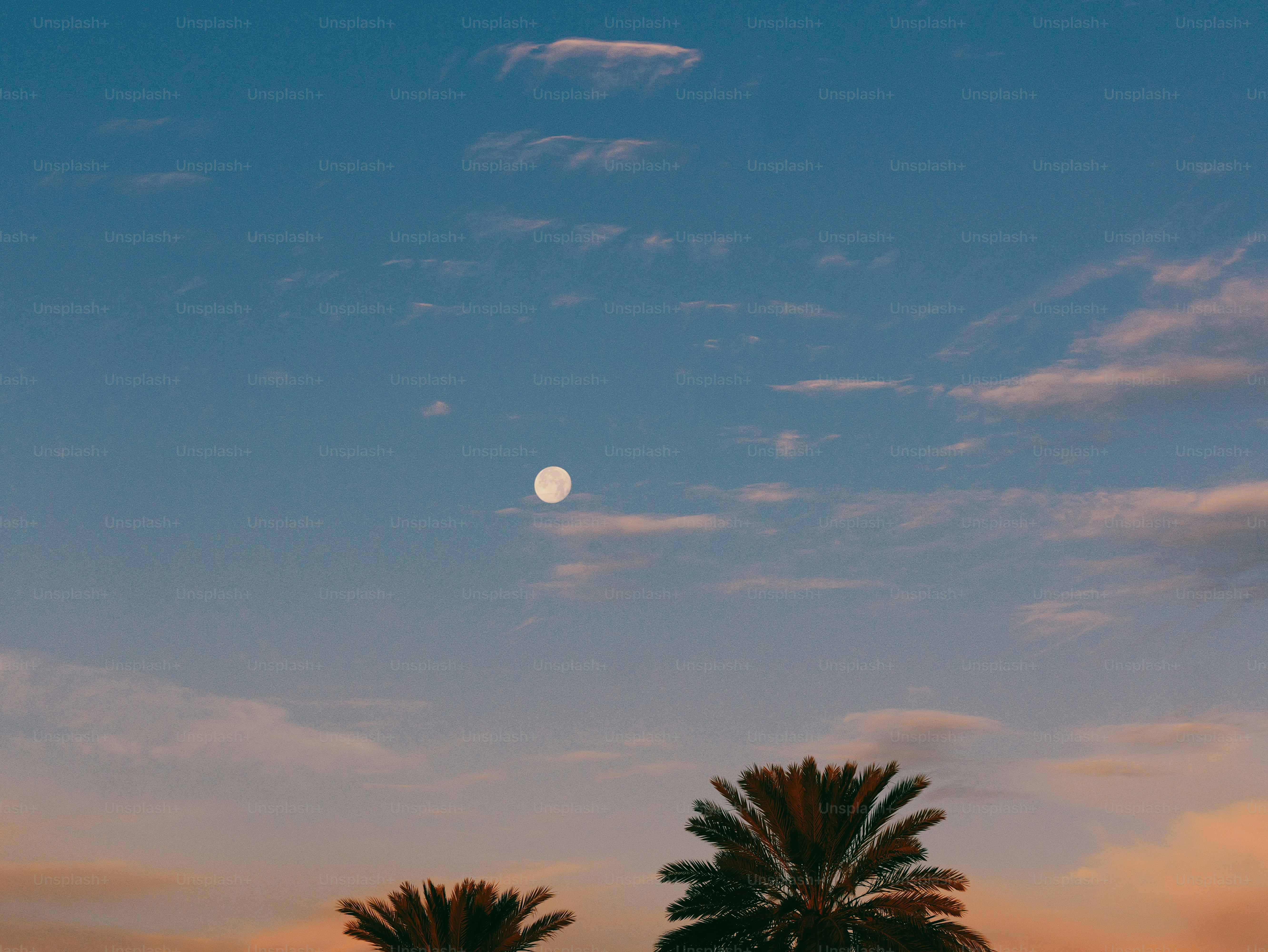 Moon above silhouetted palm trees with twilight sky