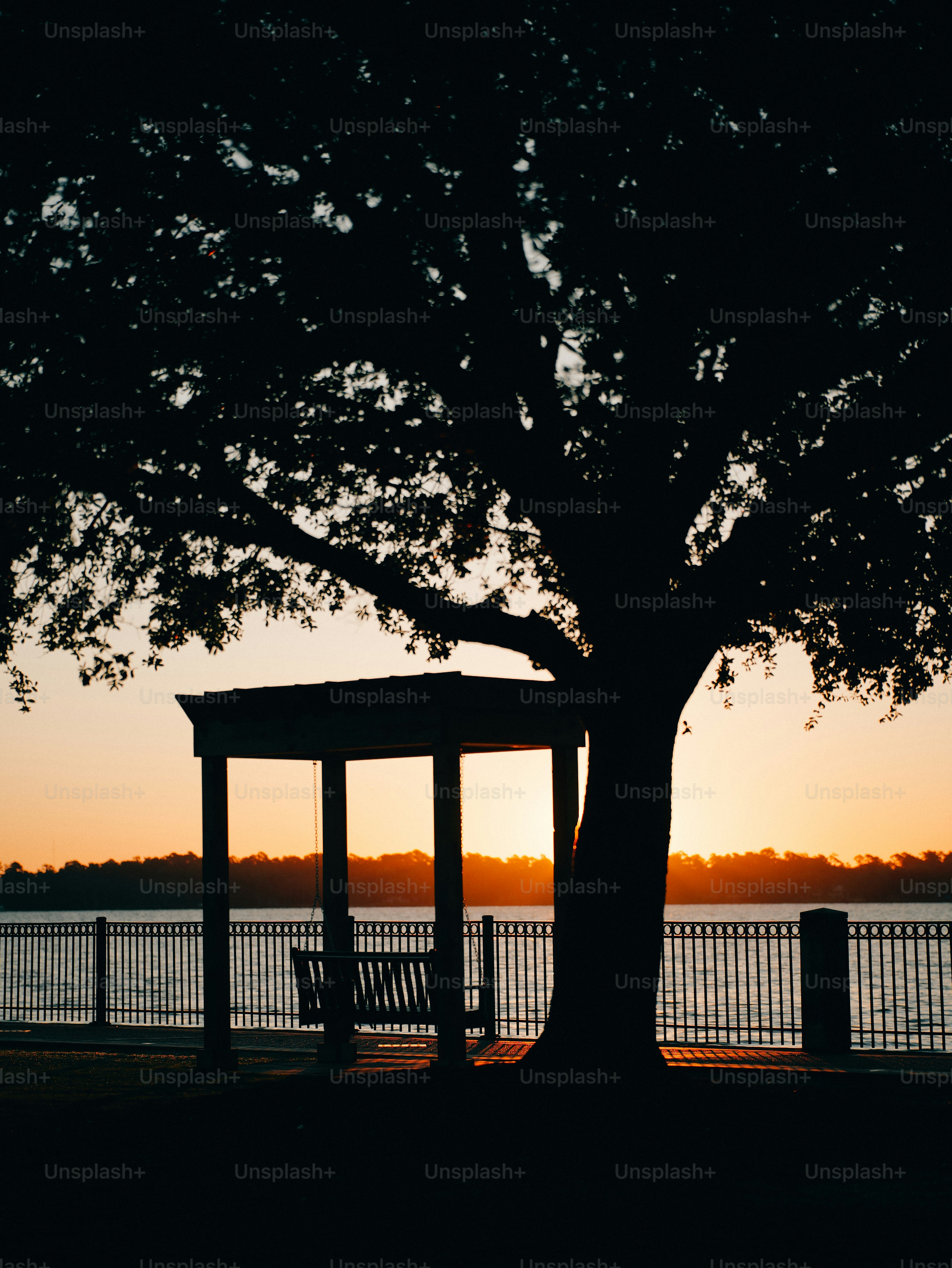 Silhouetted tree and swing by water at sunset