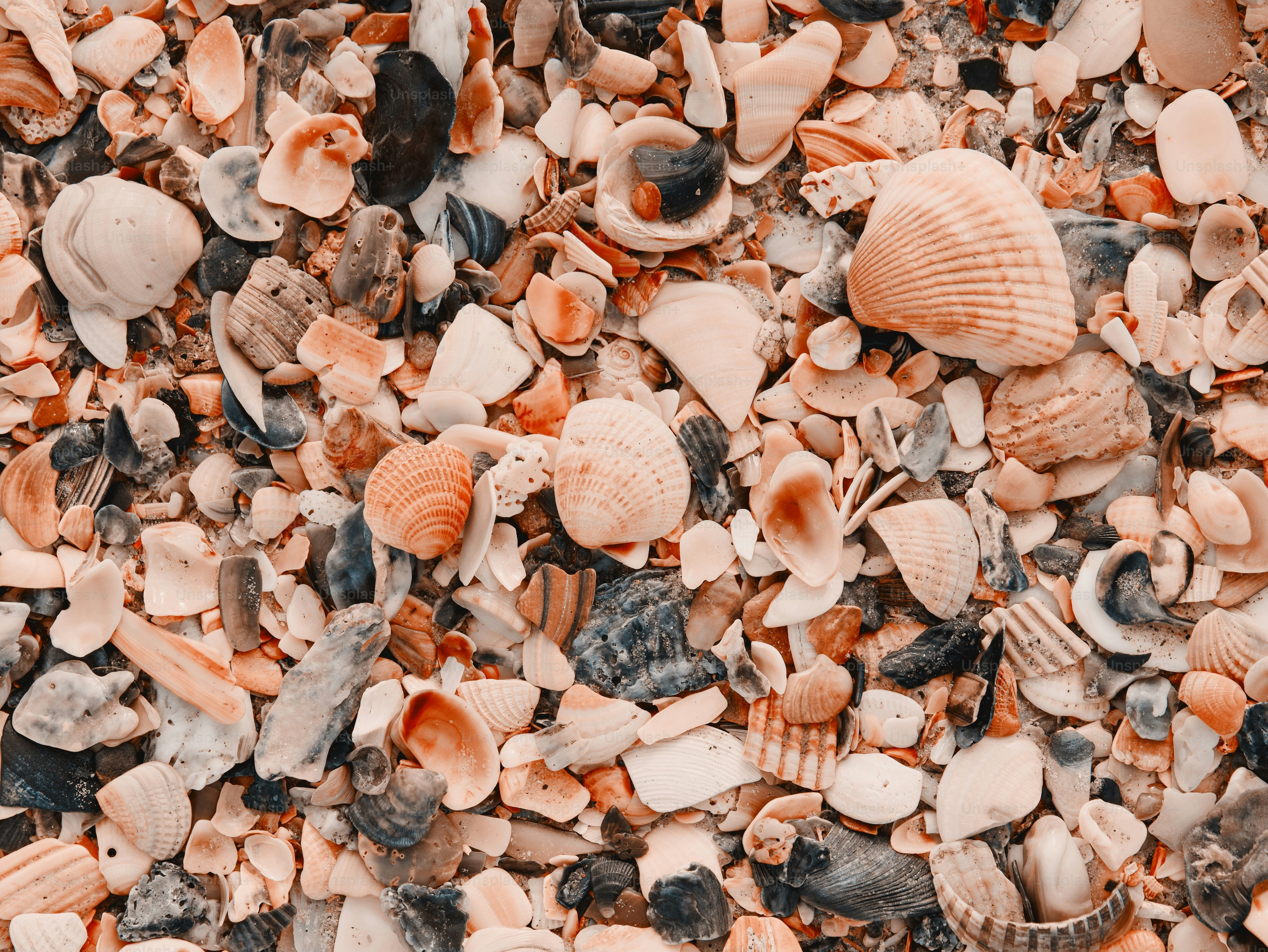 Colorful seashells and fragments scattered on a beach
