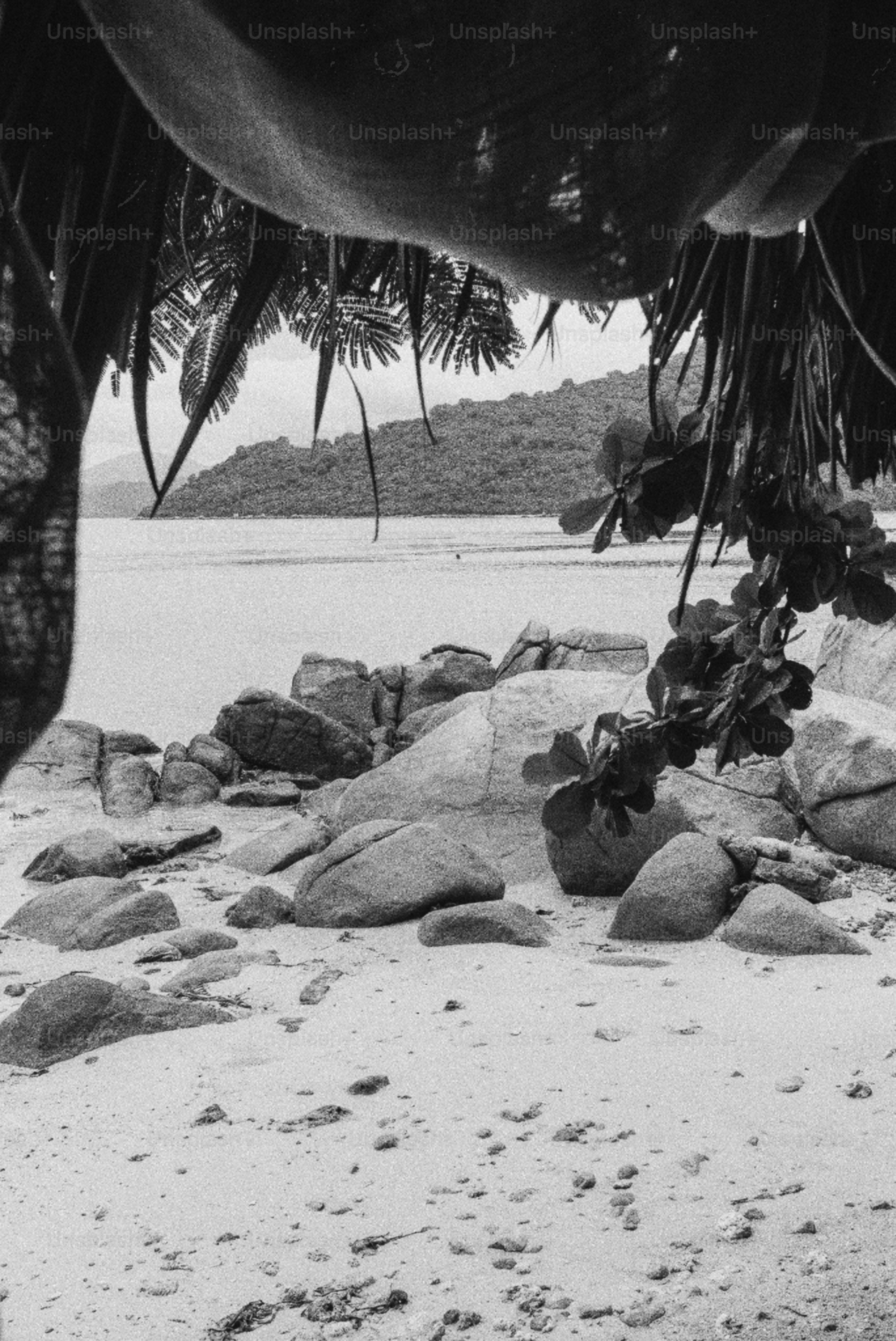 Playa rocosa en blanco y negro enmarcada por follaje tropical