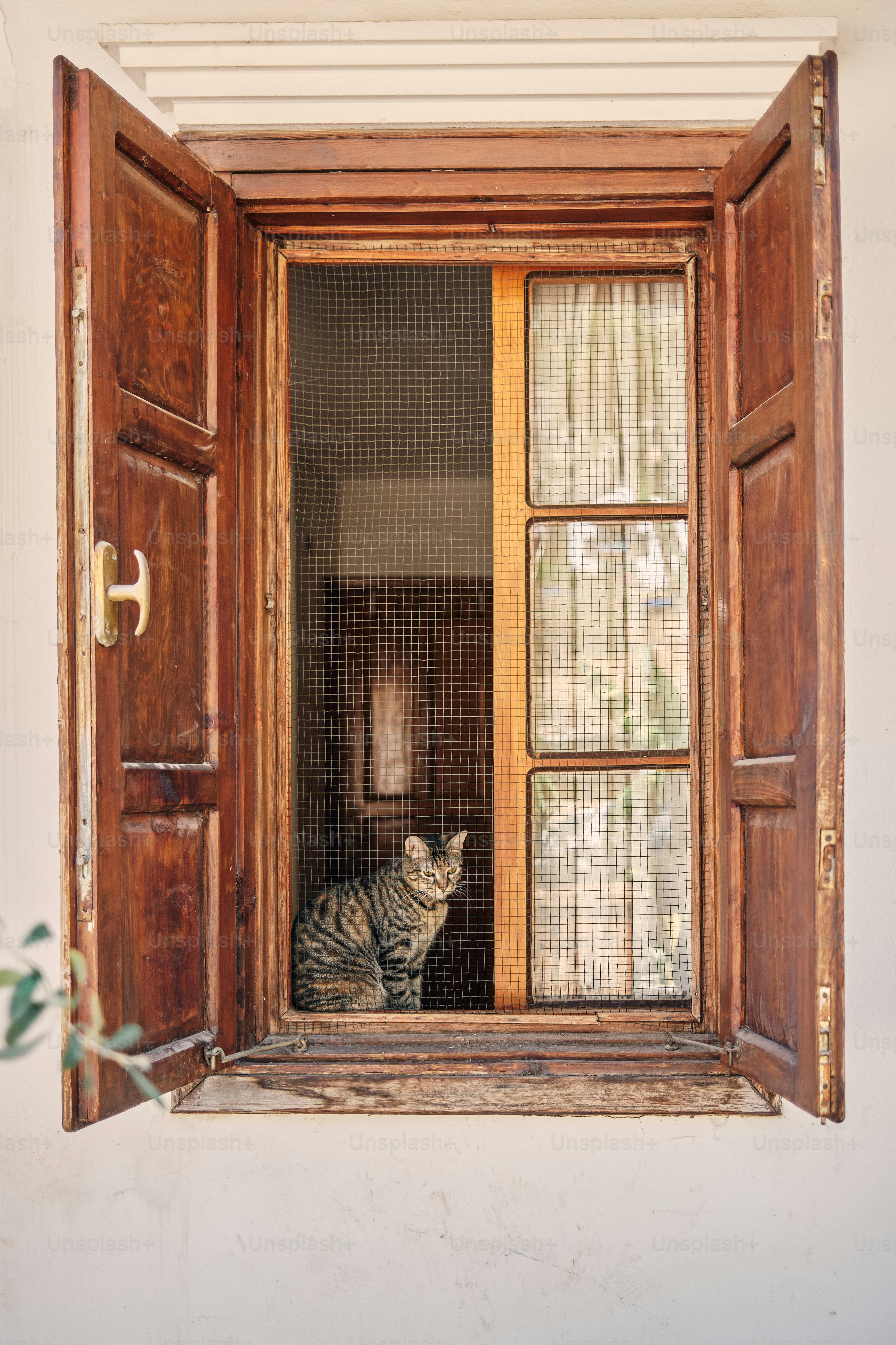 Tabby cat in open window with wooden shutters