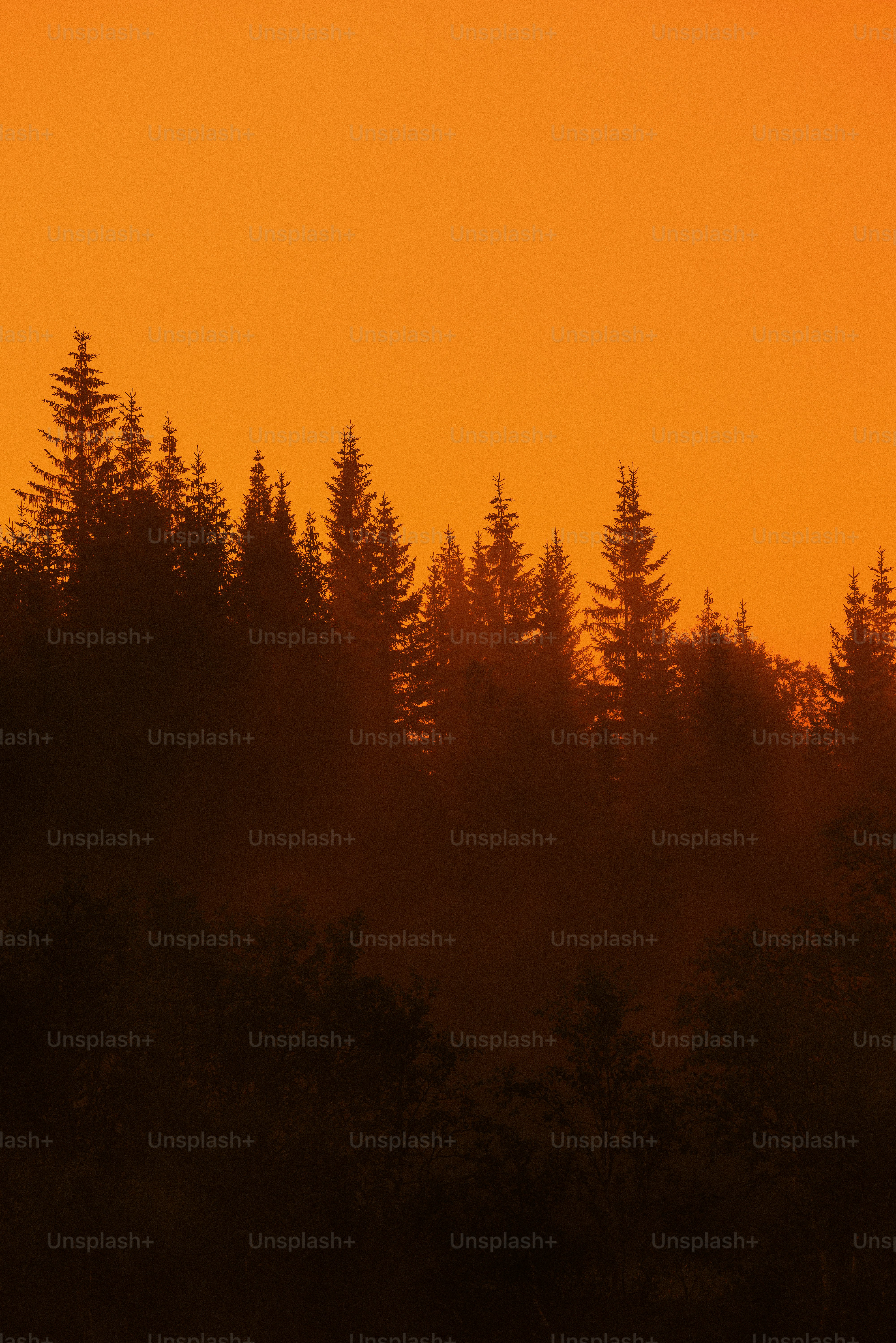 Pine forest silhouette against a vibrant orange sky
