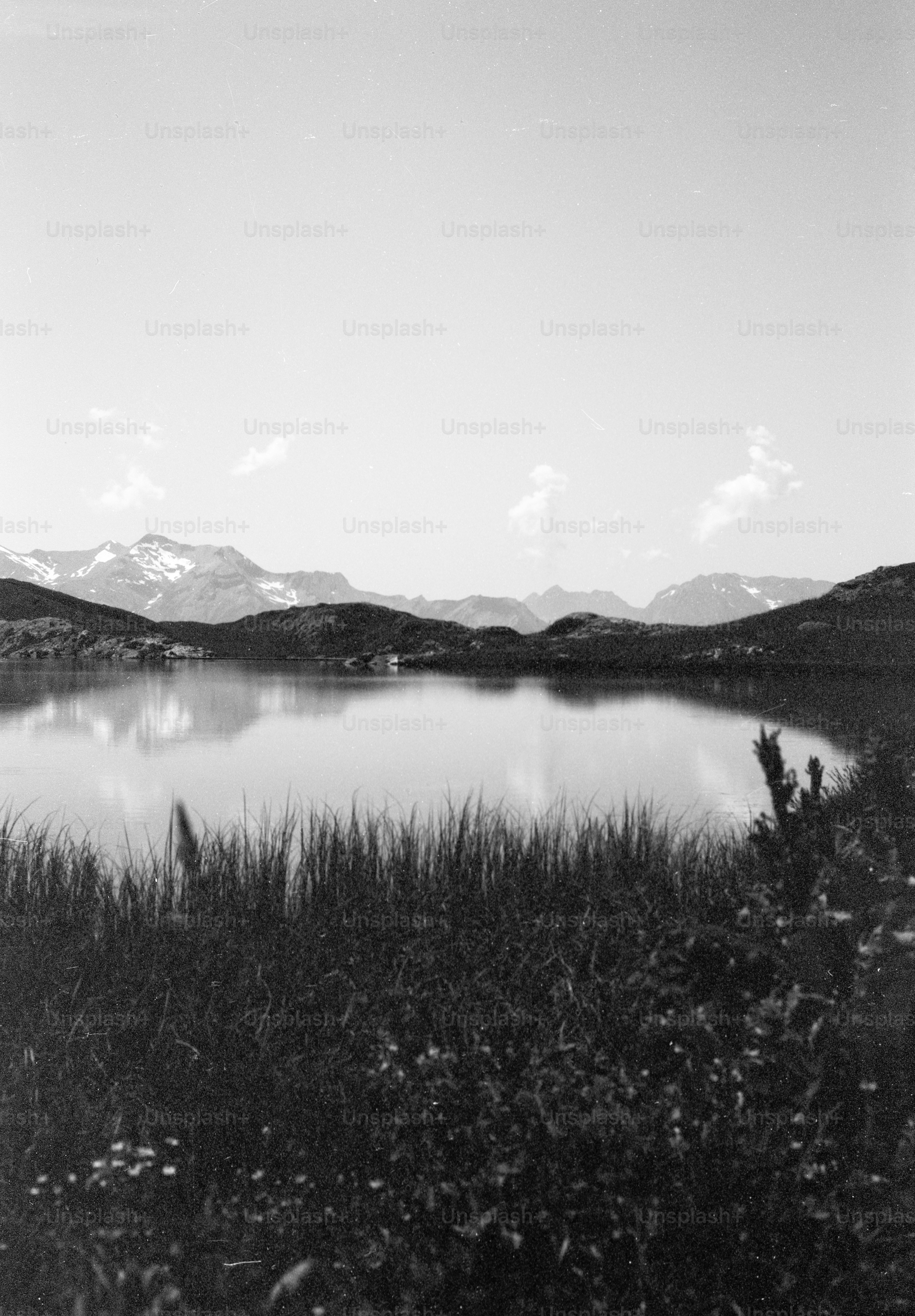 Calm lake with snow-capped mountains and foreground plants
